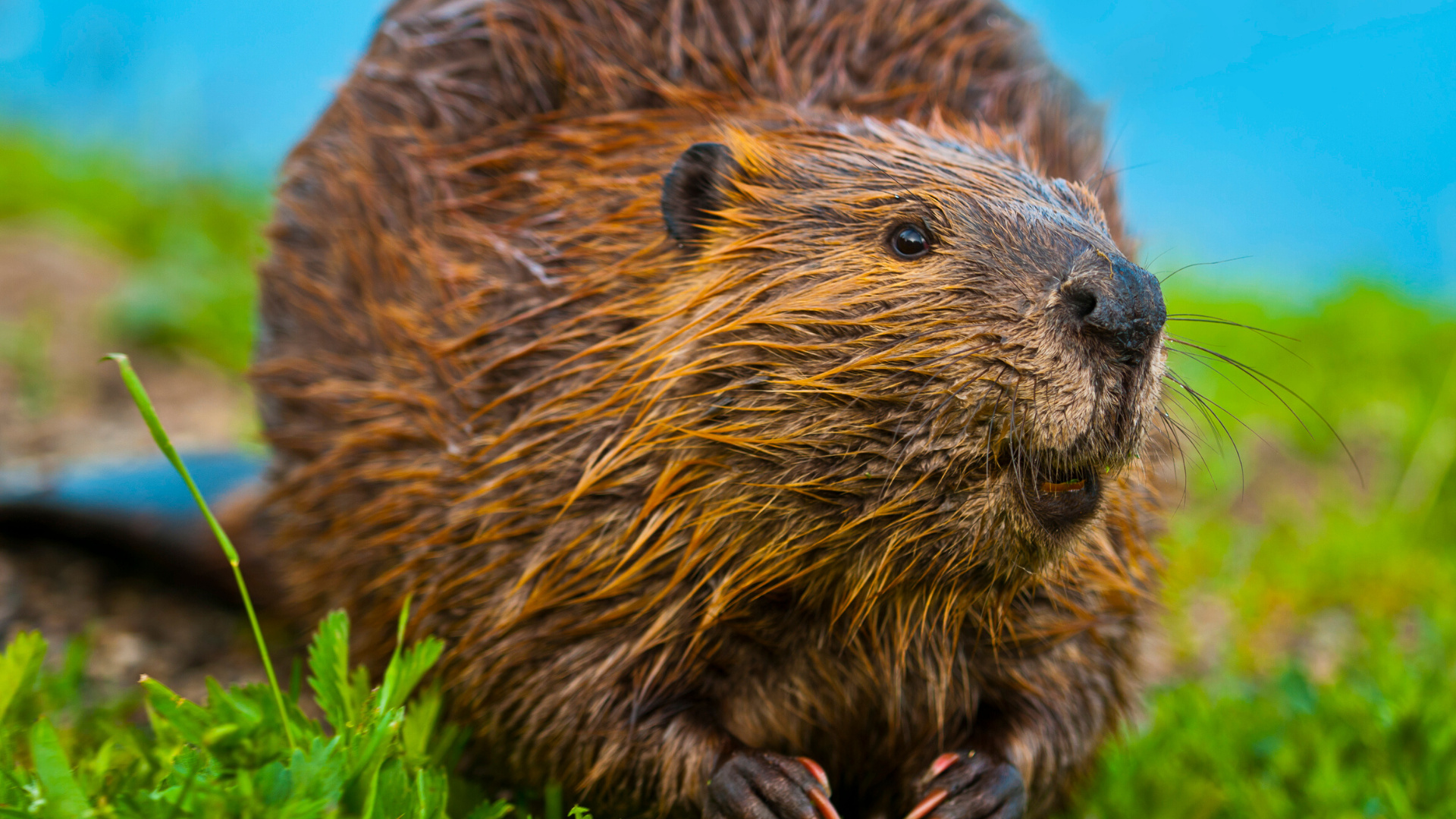 Beaver, Secret life, Why they matter, 1920x1080 Full HD Desktop