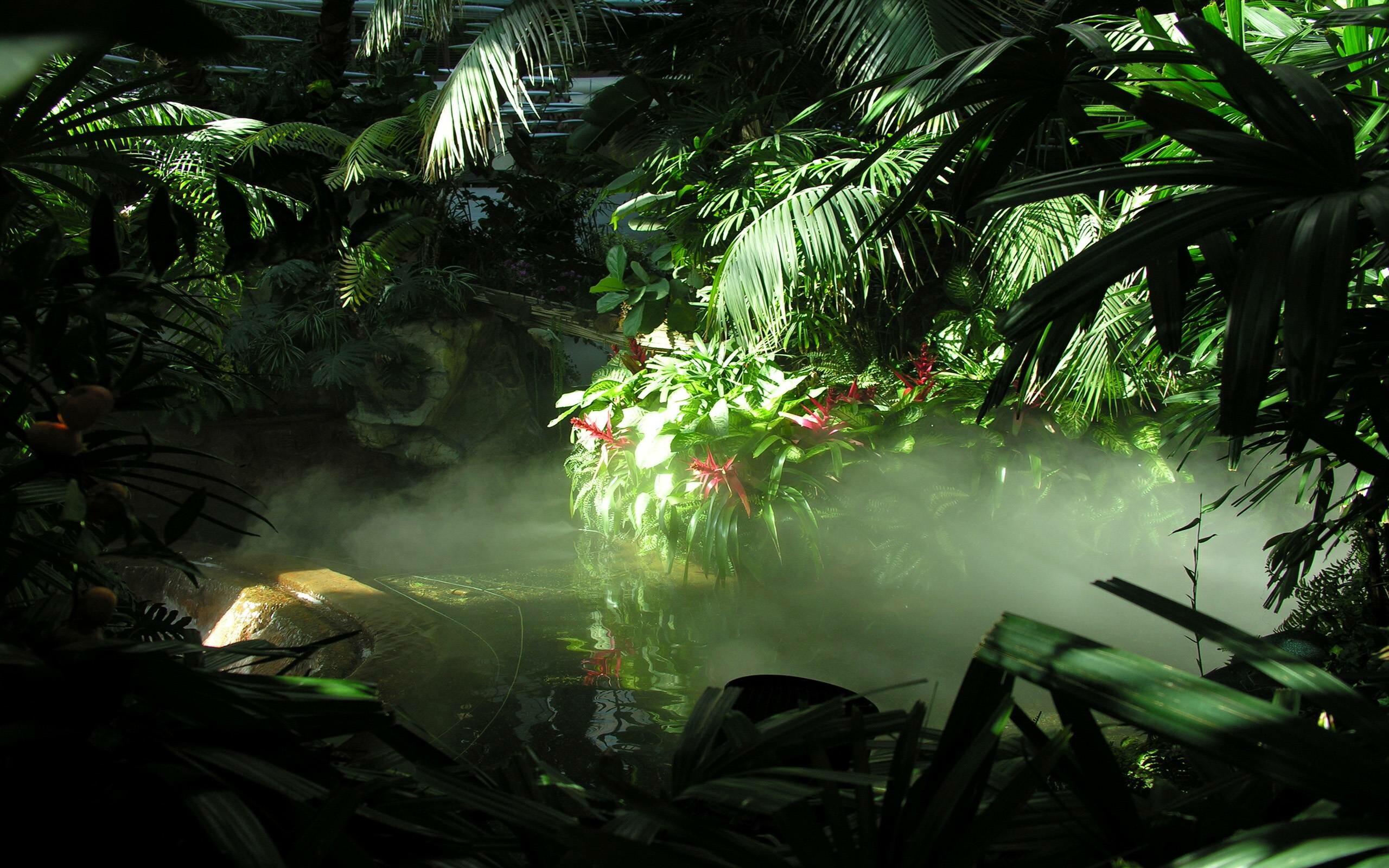 Jungle wallpapers, Tropical escape, Nature's bliss, Desktop wonders, 2560x1600 HD Desktop