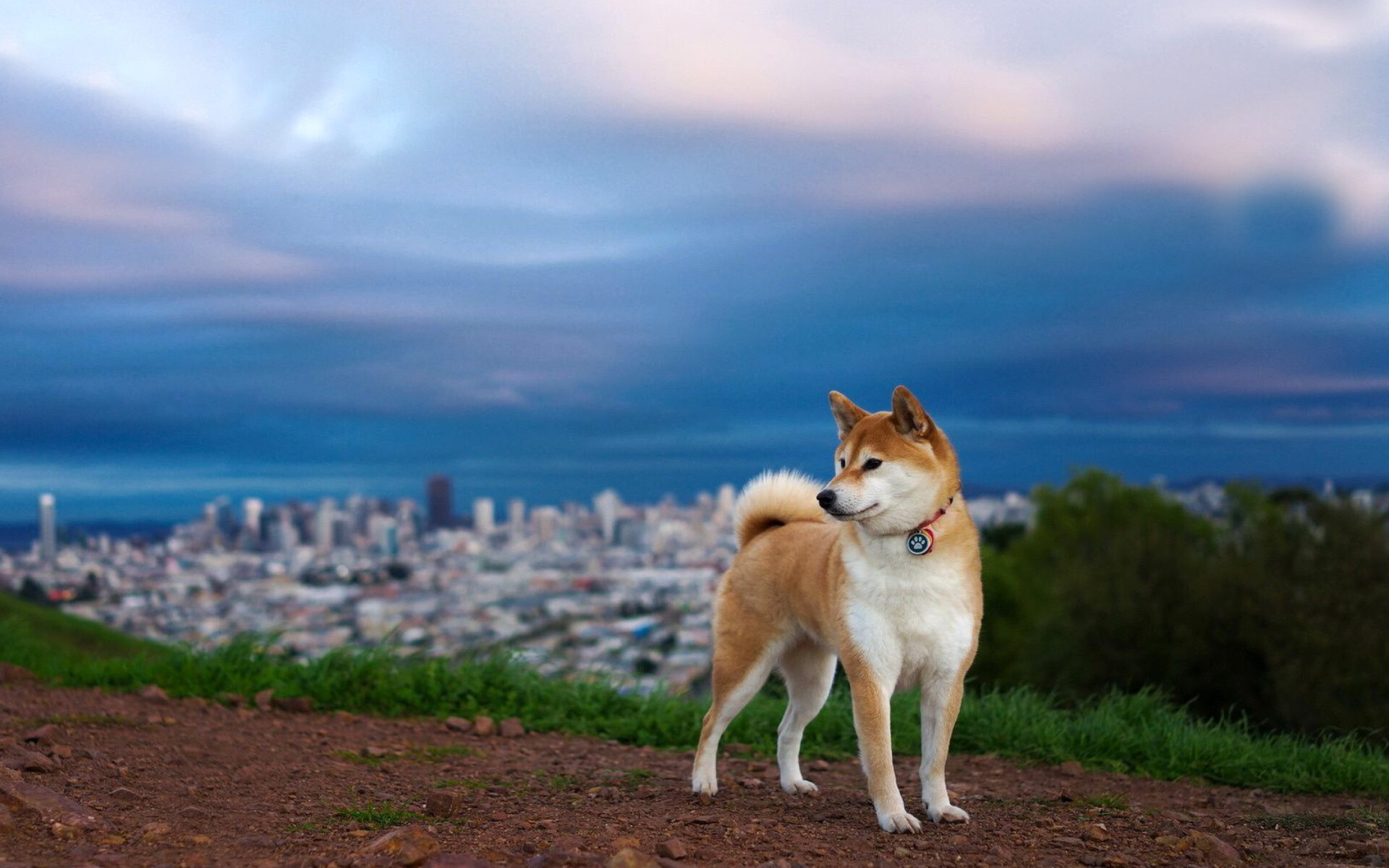Akita Inu, Dogs Wallpaper, 1920x1200 HD Desktop