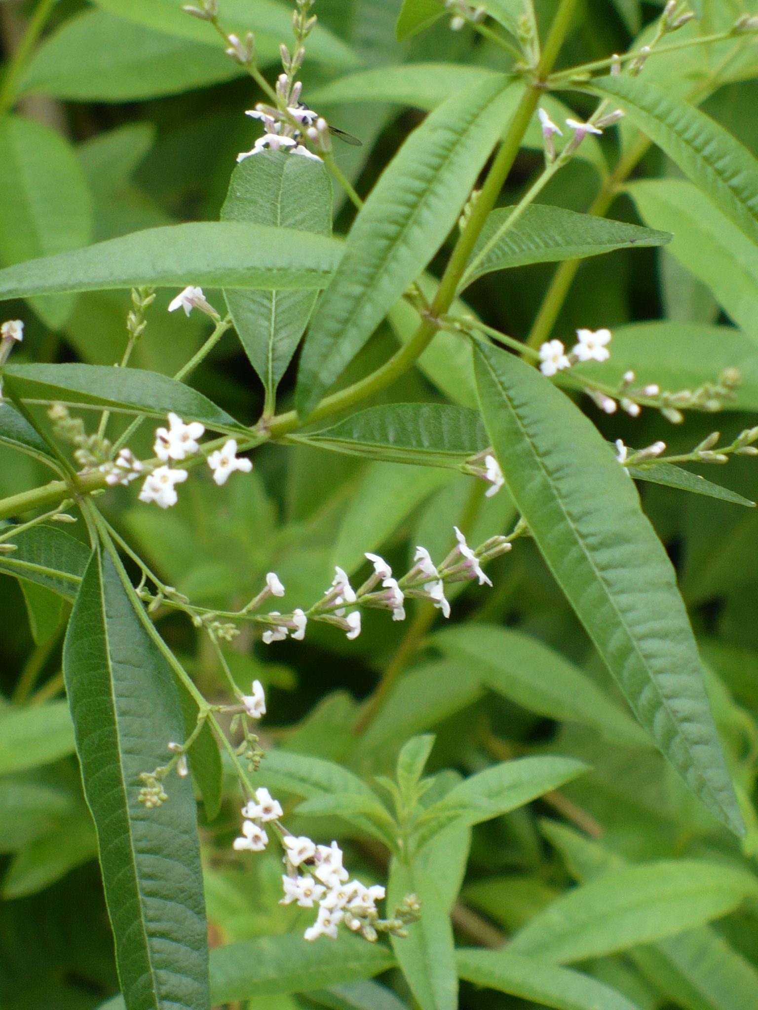 Lemon verbena cream, Demo garden blog, Refreshing scent, Skin care, 1540x2050 HD Phone