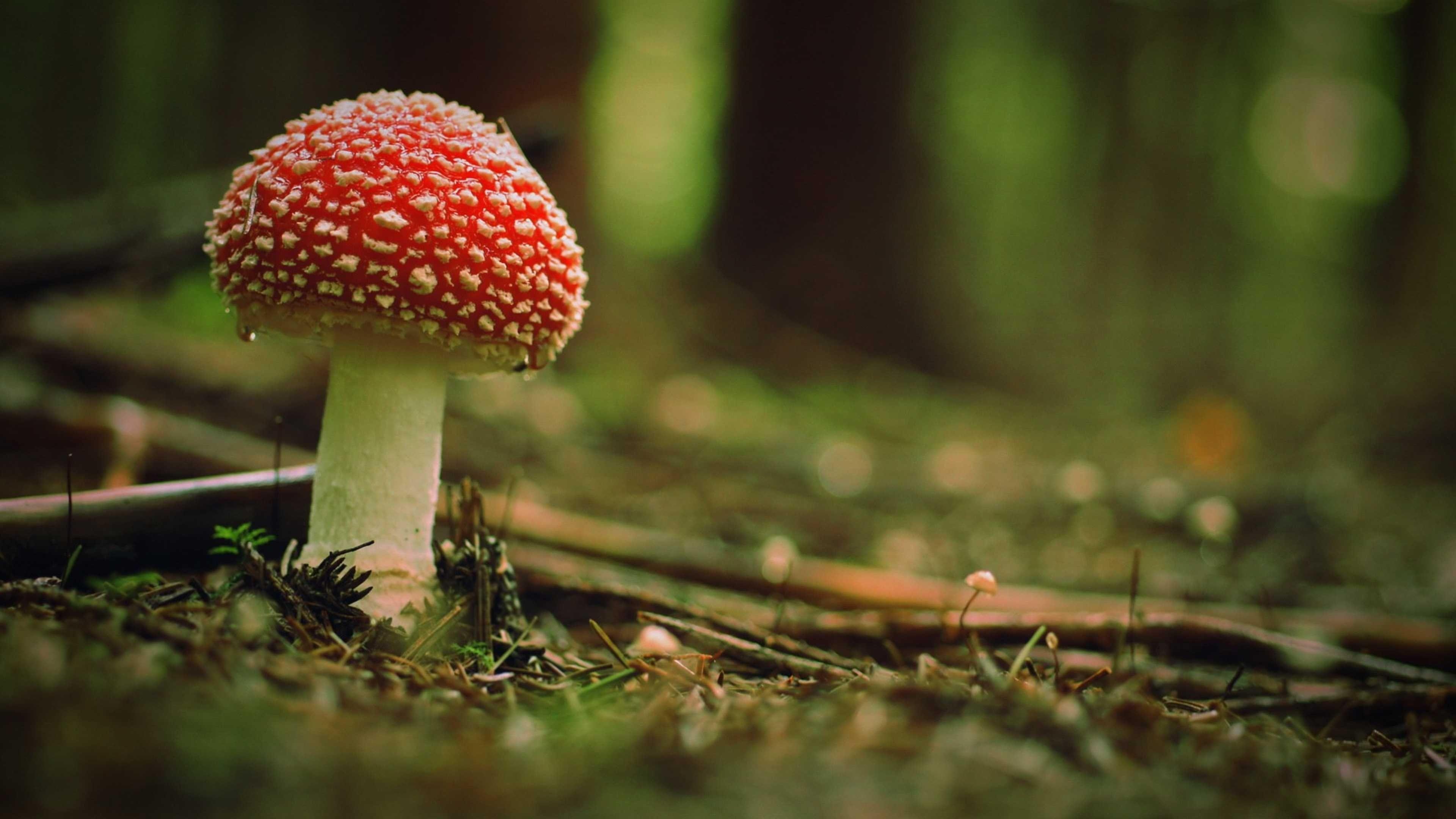 Amanita, Nature, Fungus wallpapers, 3840x2160 4K Desktop