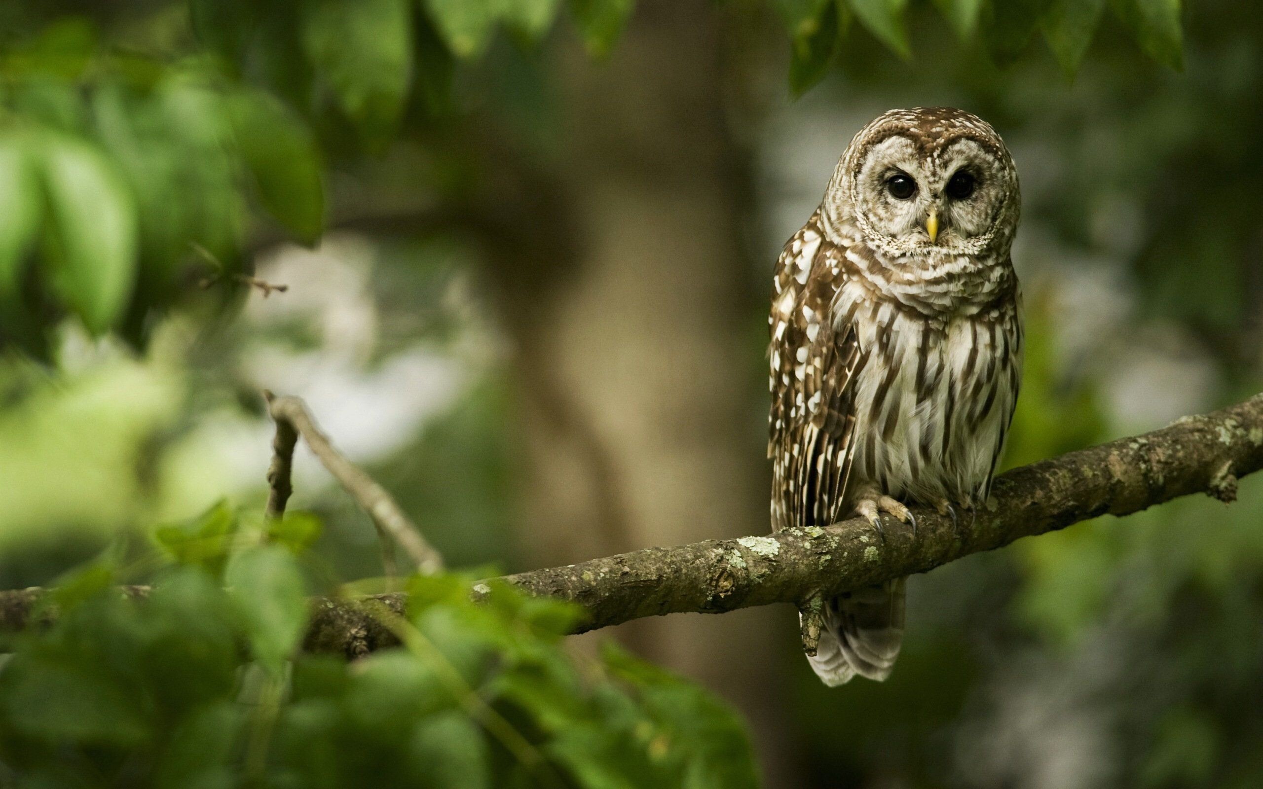 Owl wallpaper for computer, Beautiful bird imagery, Nocturnal creatures, Wise and mysterious, 2560x1600 HD Desktop