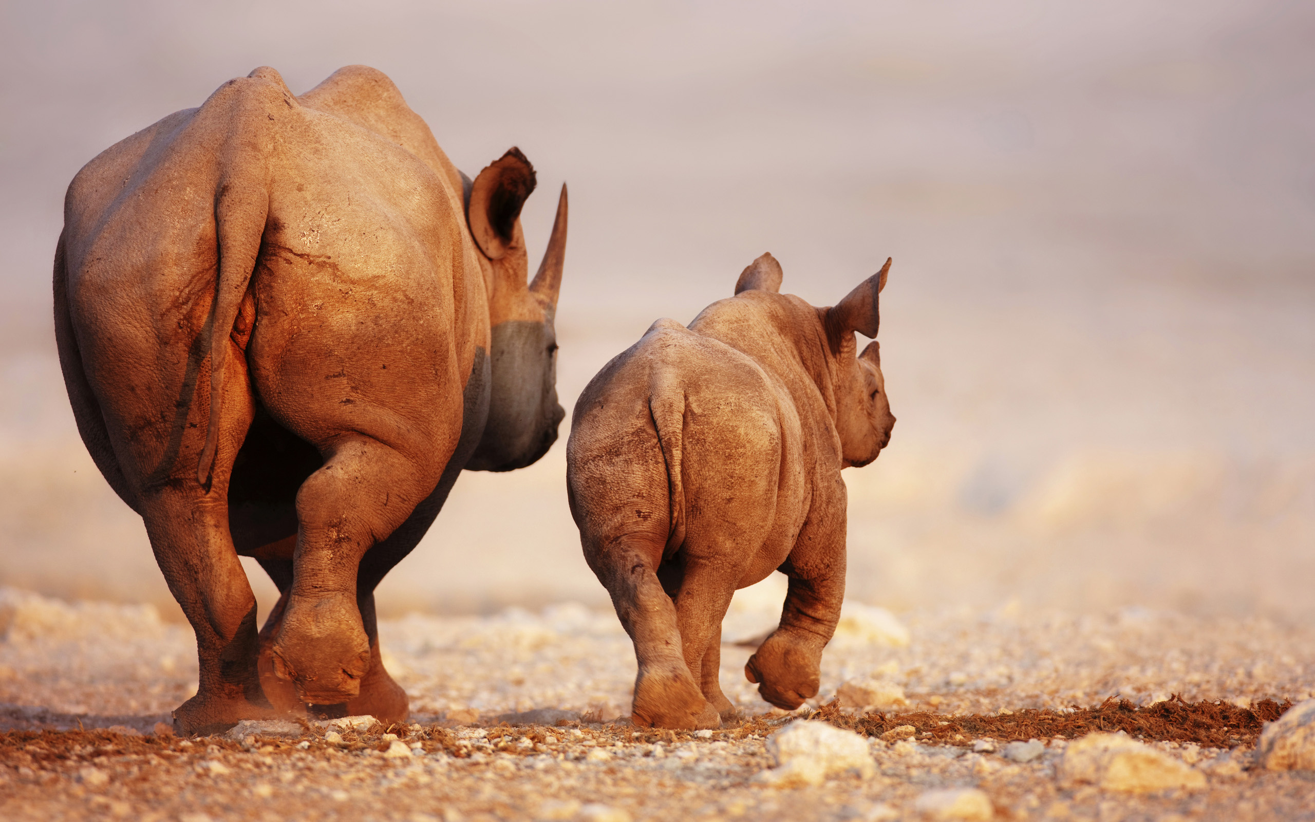 Awesome rhino wallpaper, Inspiring rhino image, Impressive rhino depiction, Captivating rhino picture, 2560x1600 HD Desktop