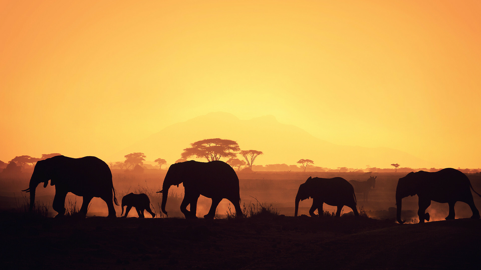 African elephant, Natural habitat, Giant tusks, Wildlife photography, 1920x1080 Full HD Desktop