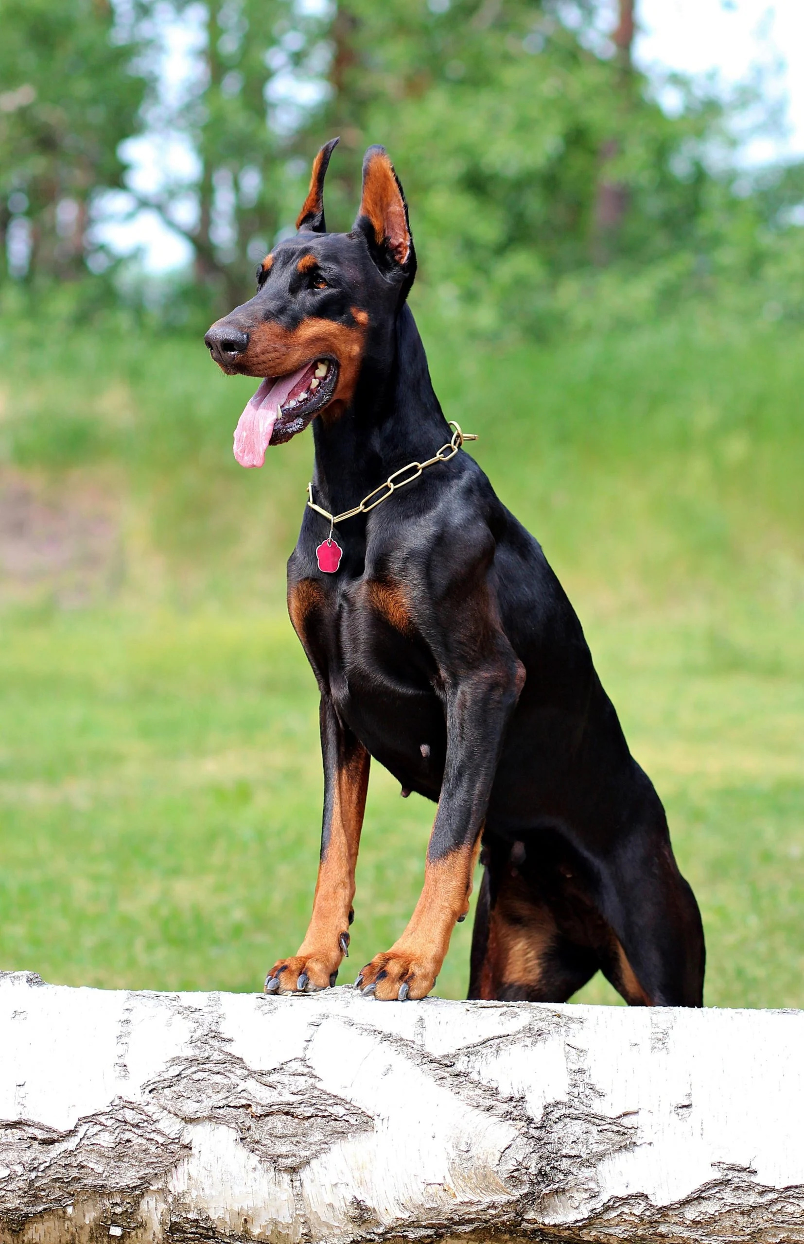 Doberman dog wallpaper, Nature's beauty, Majestic creatures, Pets' allure, 1660x2560 HD Phone