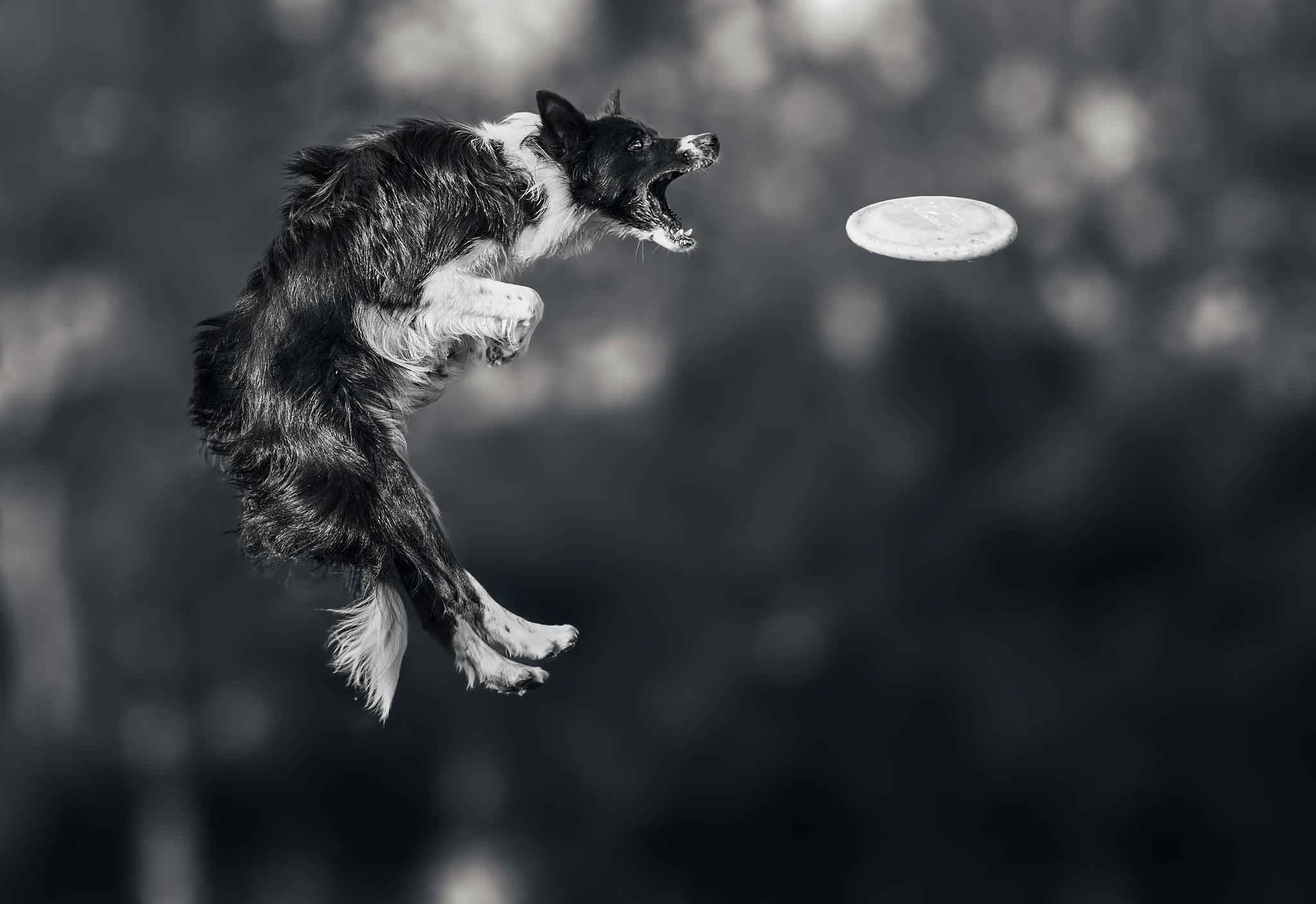 Frisbee wallpapers, 2050x1410 HD Desktop