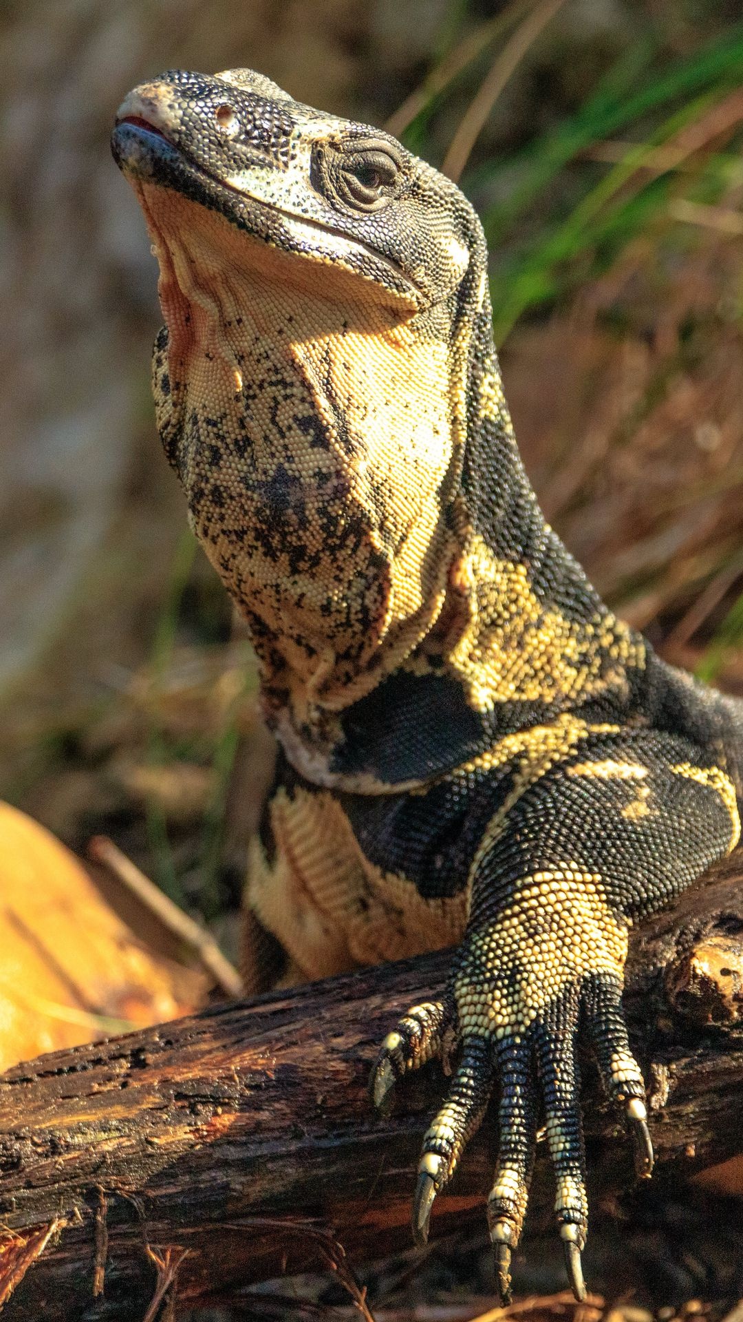 Monitor lizard, High-definition wallpapers, Distinctive reptile, Desktop backgrounds, 1080x1920 Full HD Phone