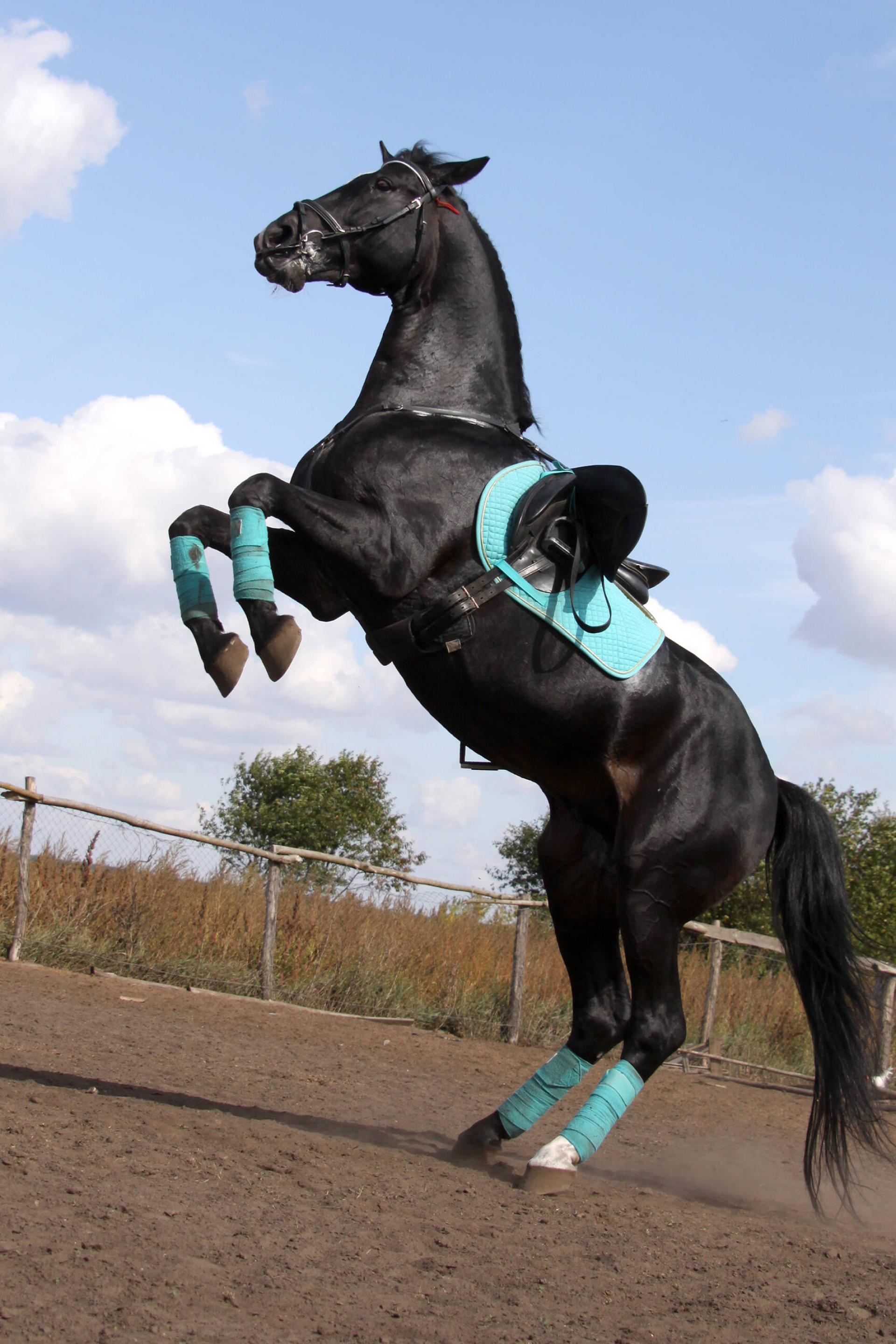 Trained horse image, Horse dance sport, Equine sport photography, Capturing horse movements, 1920x2880 HD Phone