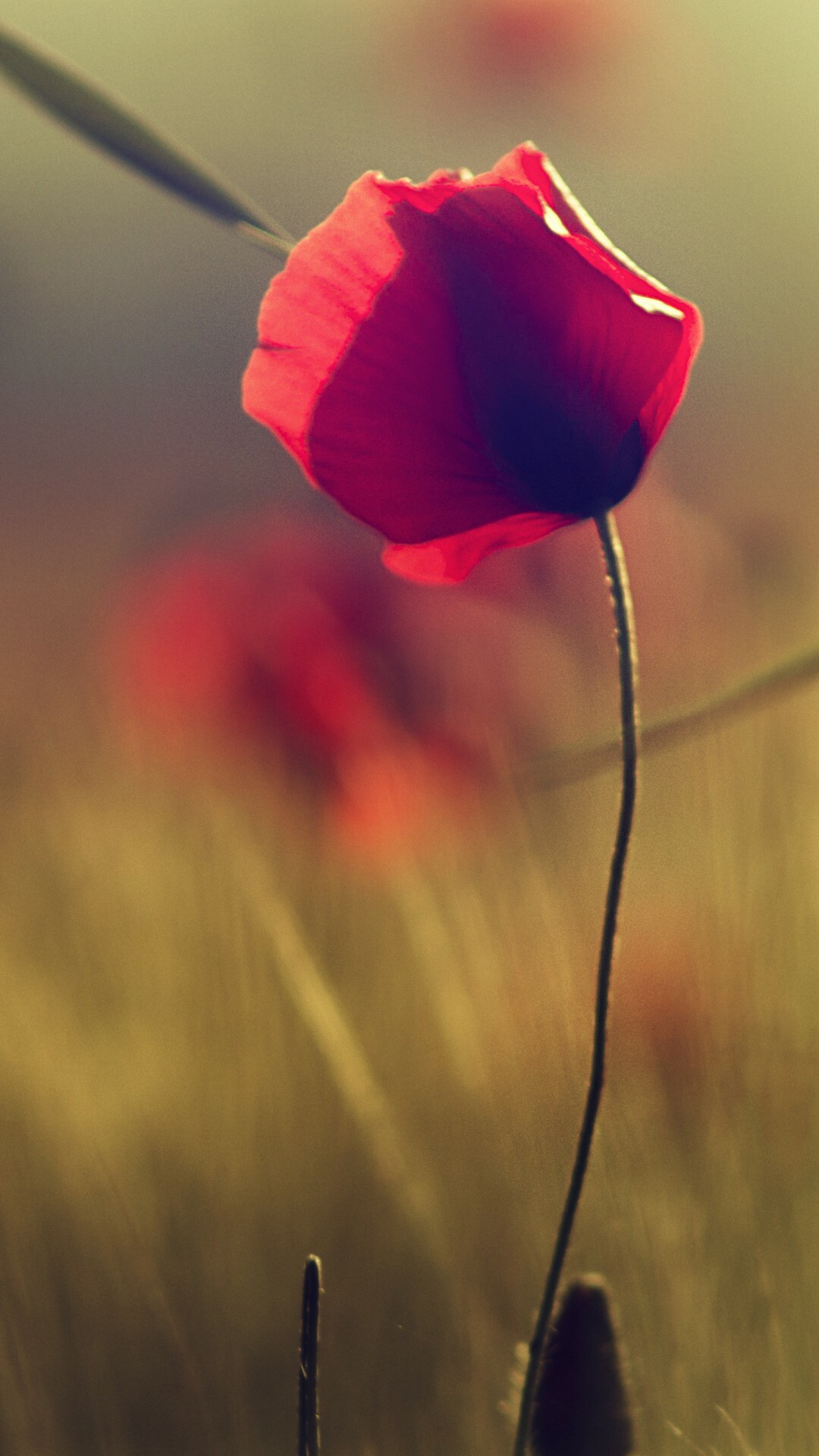 Poppy flower, Blurred background, Petals in focus, Floral beauty, 1080x1920 Full HD Phone