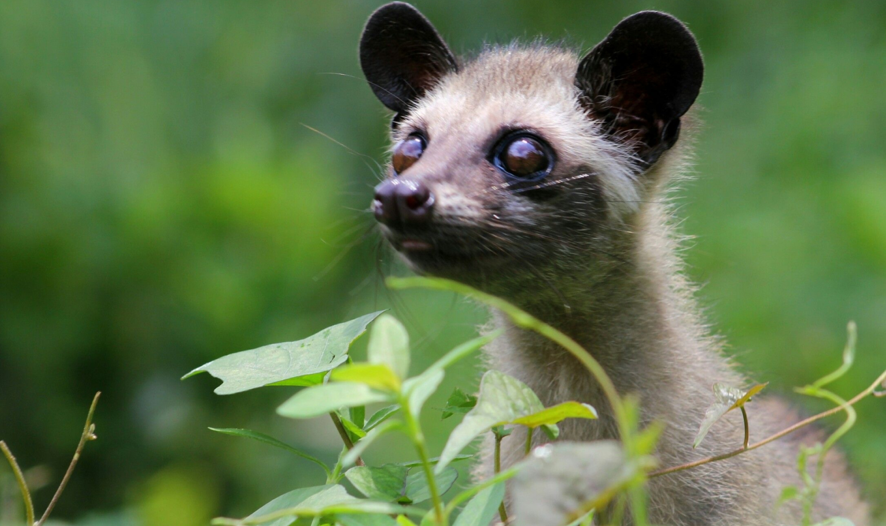 Asian Palm Civet, Musang pandan, Kucing cantik, Kucing, 2980x1770 HD Desktop