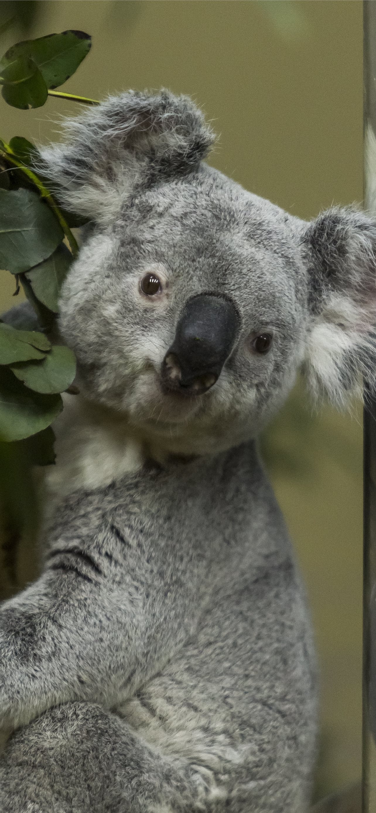 Best koala HD iPhone, HD wallpapers, 1290x2780 HD Phone