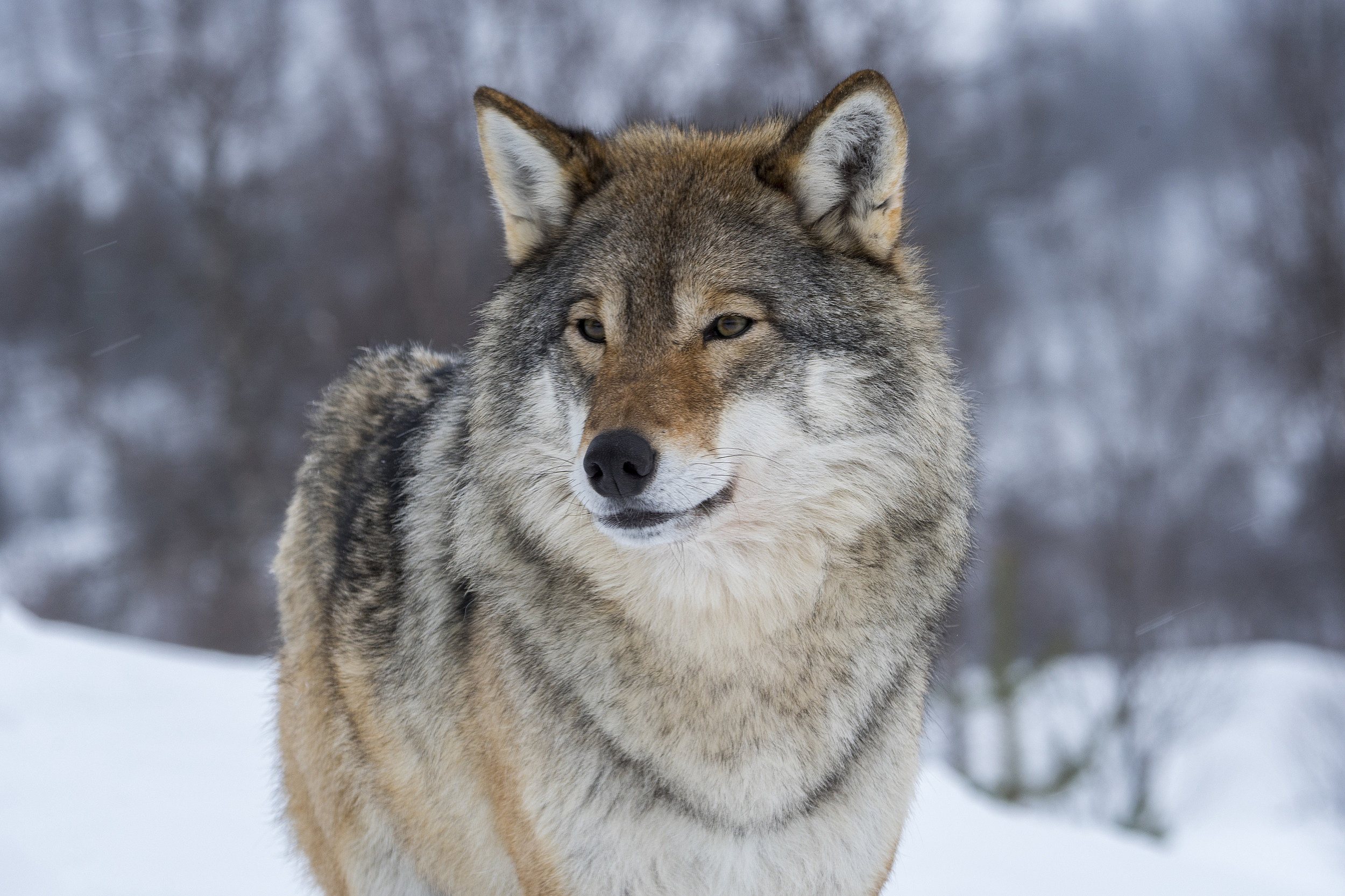 Gray Wolf, Wyoming, Endangered species, Cheney, 2500x1670 HD Desktop