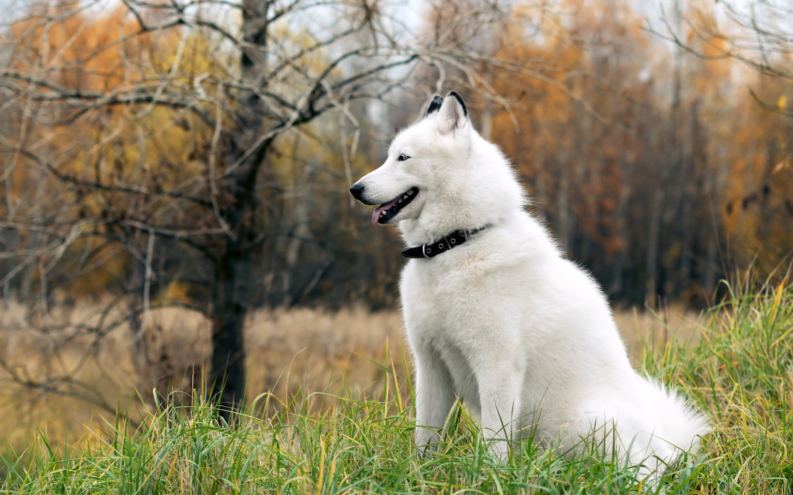 White, Husky Wallpaper, 2560x1600 HD Desktop