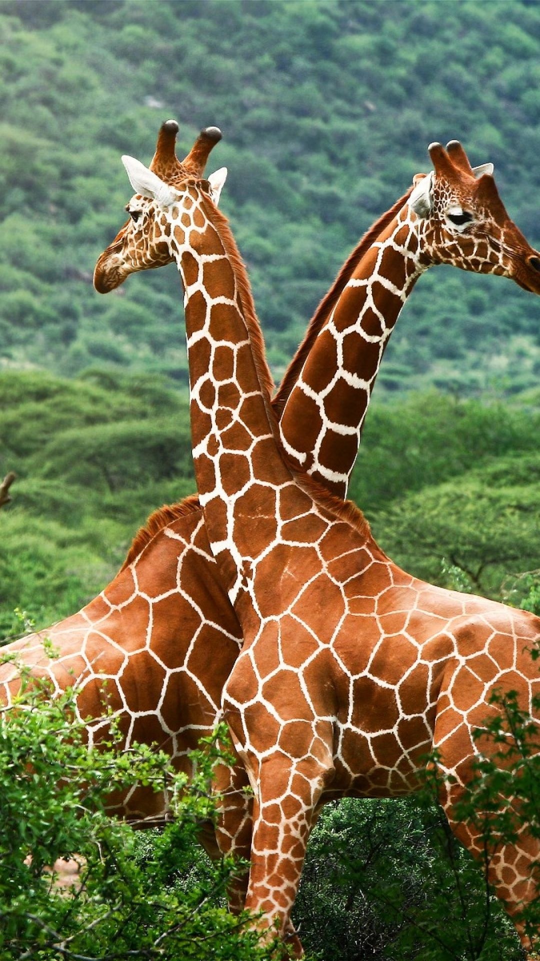 Giraffes trees couple spotted, Sony Xperia Z, Samsung Galaxy S, HTC One, 1080x1920 Full HD Phone