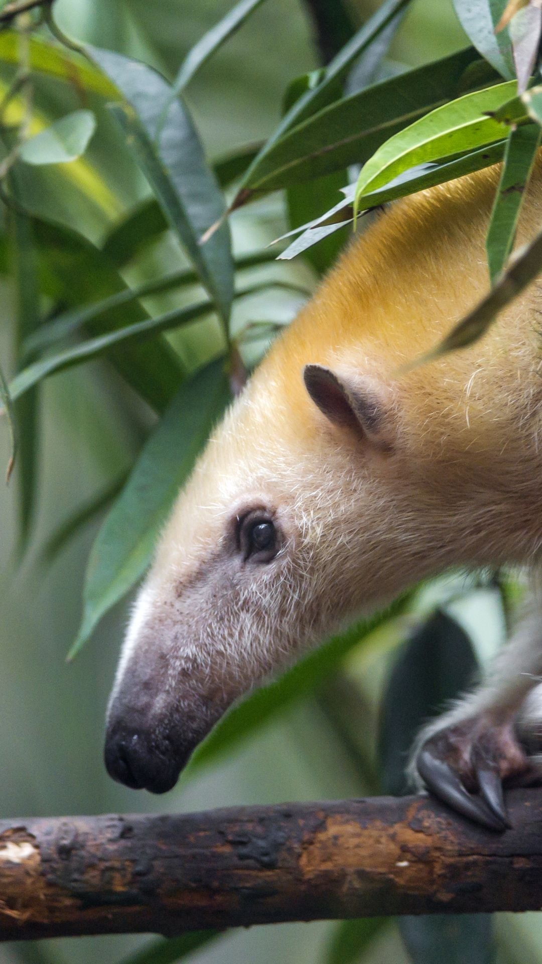 Anteater, Top free backgrounds, Wildlife, Mammals, 1080x1920 Full HD Phone