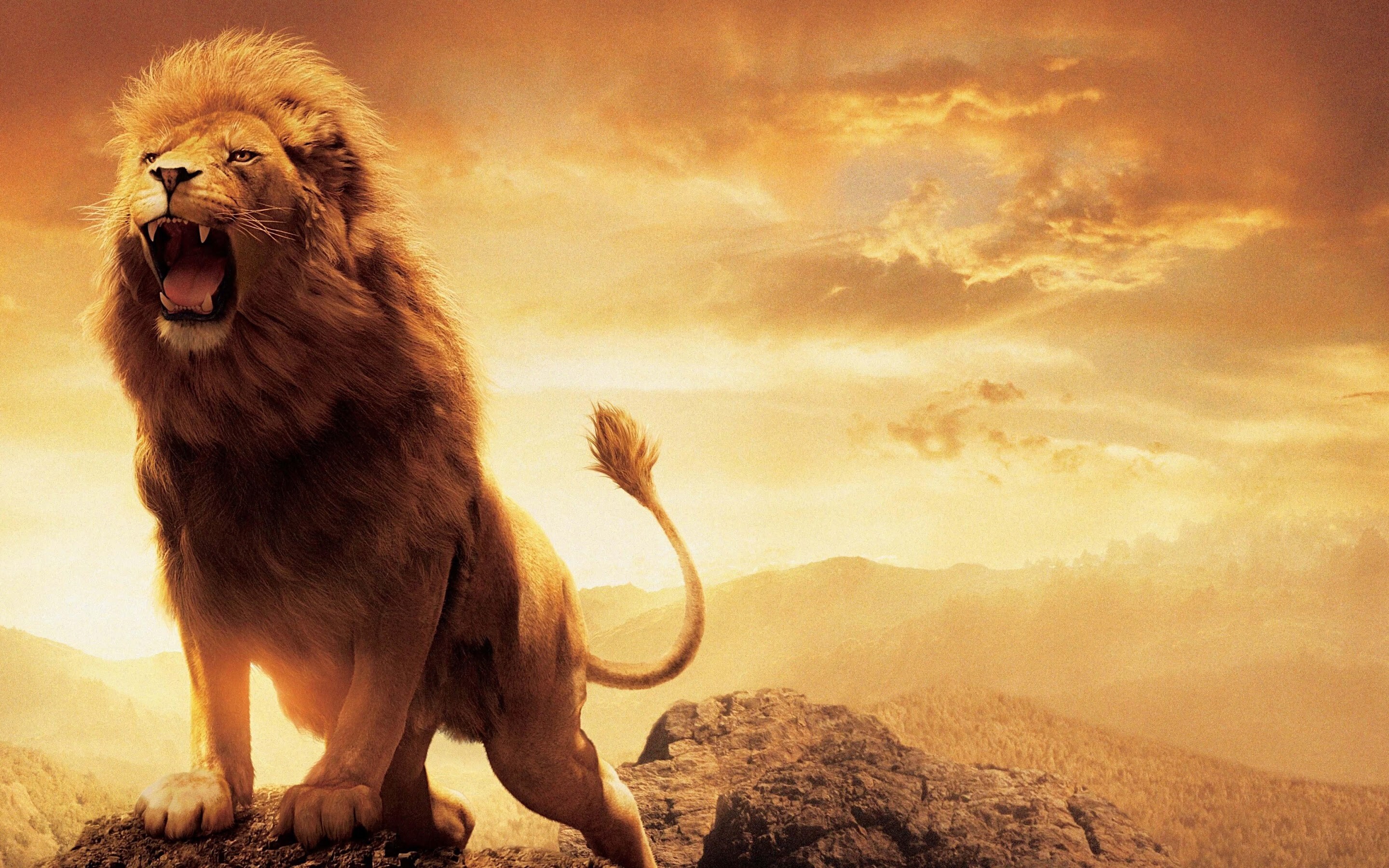 Roaring lion, Intense gaze, PC desktop wallpaper, 4K resolution, 2880x1800 HD Desktop