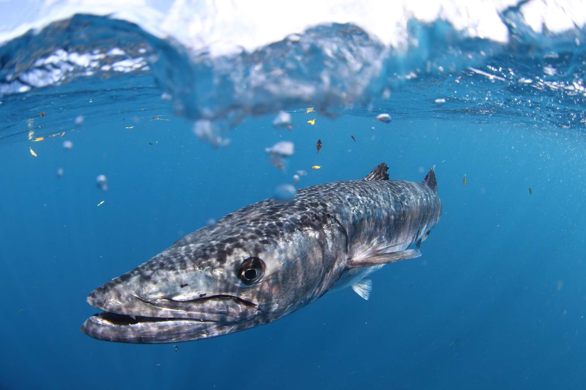 Barracuda HD, Desktop wallpapers, High-definition, Aquatic predator, 2000x1340 HD Desktop