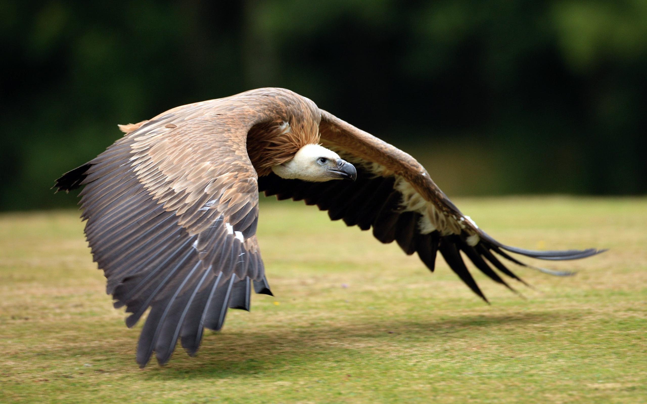 HD vulture images, Bird photography, Stunning wallpapers, Striking backgrounds, 2560x1600 HD Desktop