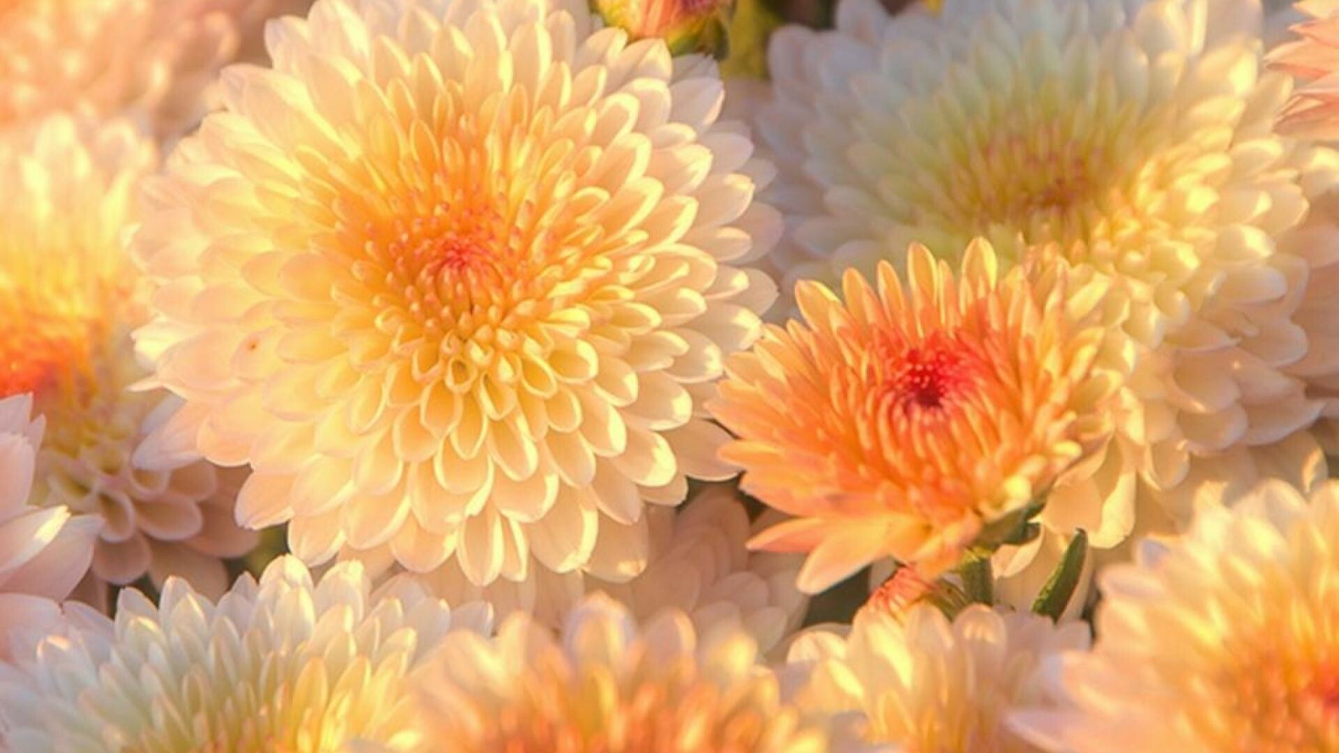 Chrysanthemum, Wallpaper collection, Beautiful floral images, Nature's charm, 1920x1080 Full HD Desktop