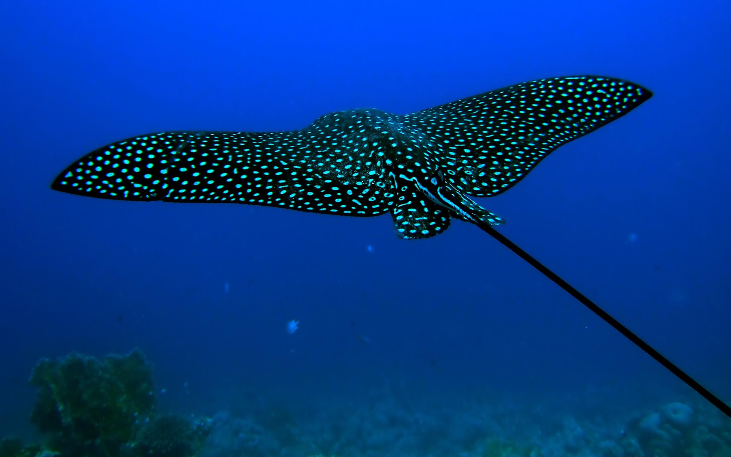 Spotted eagle ray, Reef silhouette below, Deep blue water, HD Desktop wallpaper