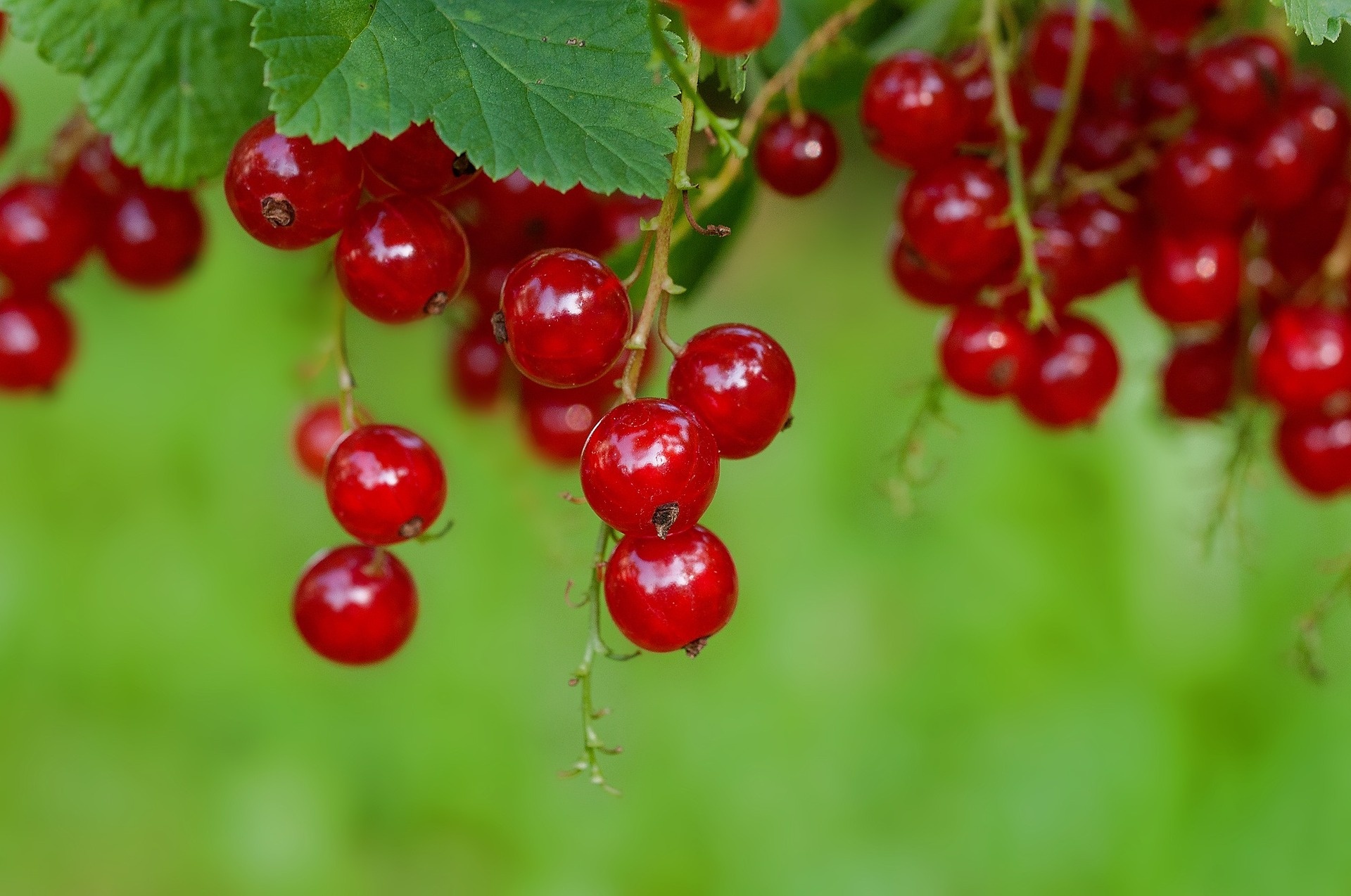 Currants world crops, Global farming, Diverse harvest, Agricultural diversity, 1920x1280 HD Desktop