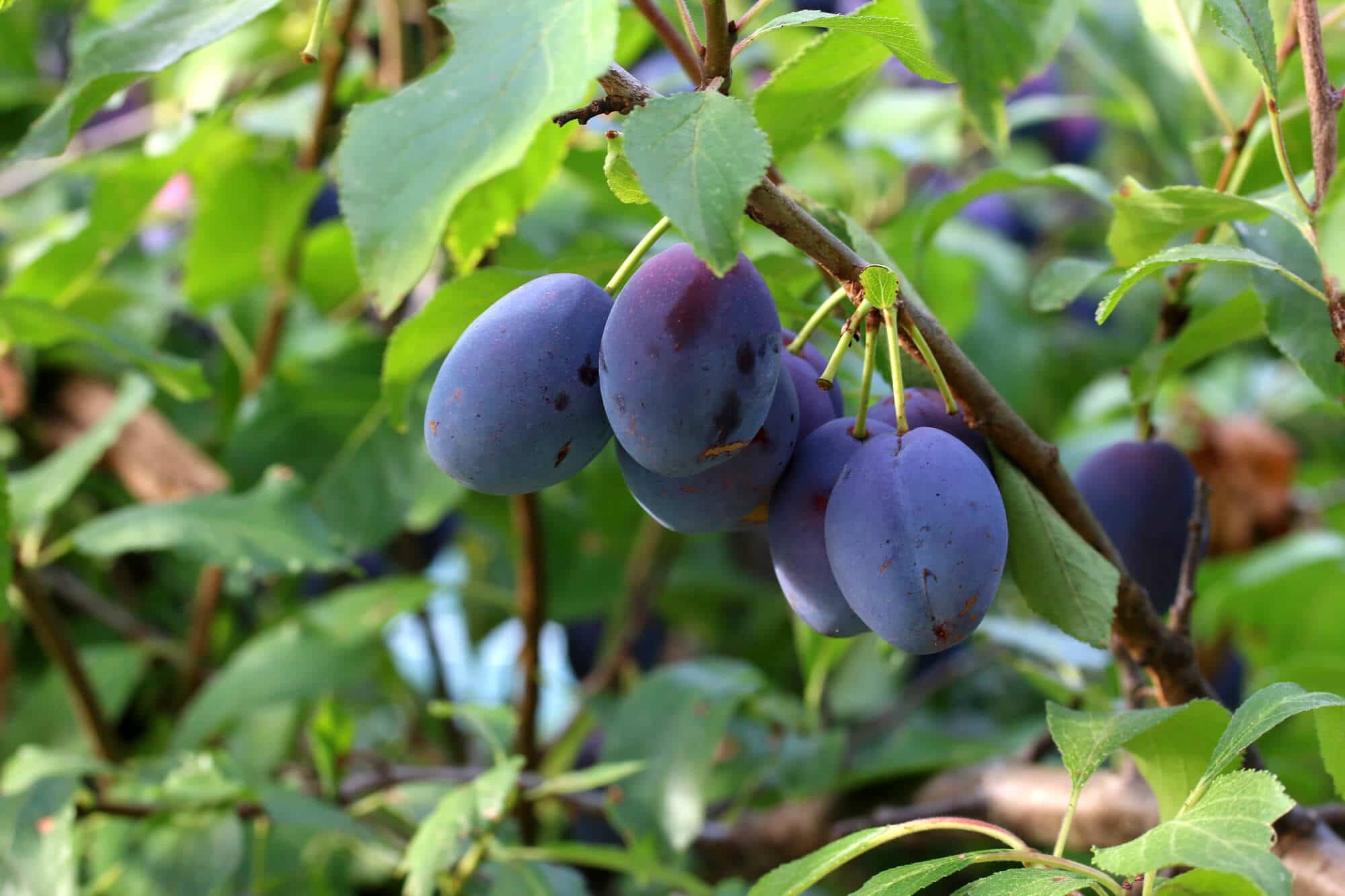 Authentic Zwetschgenkuchen, German plum cake, 2000x1340 HD Desktop