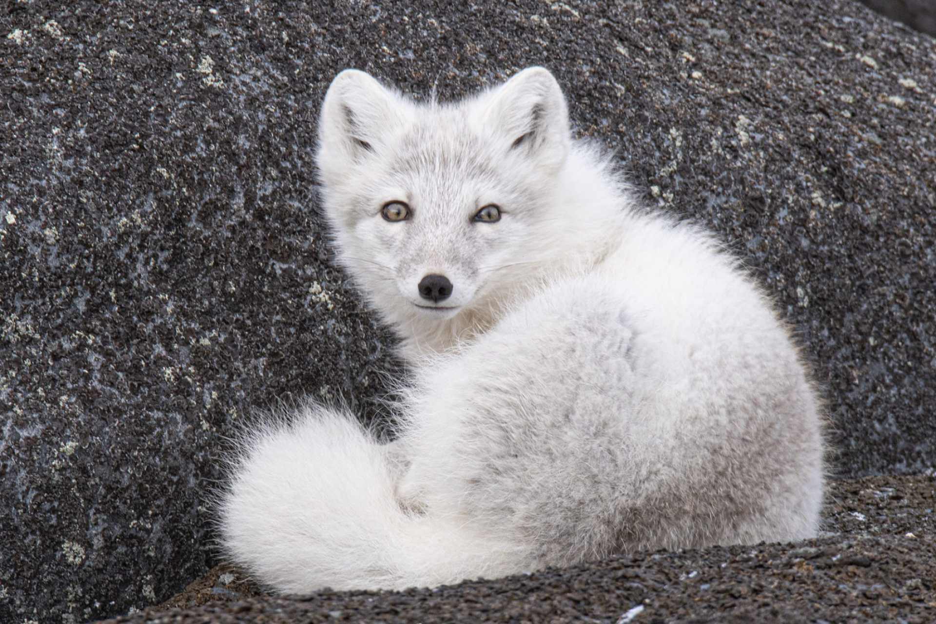 Arctic fox on tundra, Canadian wildlife, Big fish expeditions, Majestic sight, 1920x1280 HD Desktop