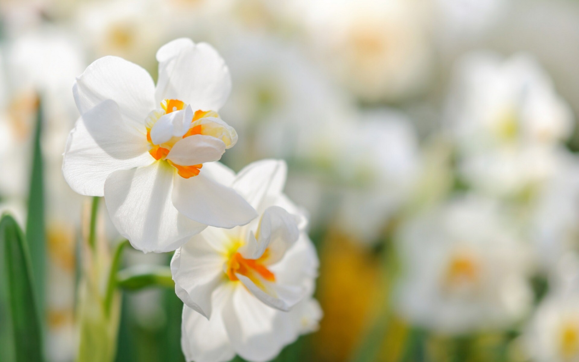 Daffodils white wildflowers, Spring, Spring flowers, High quality, 1920x1200 HD Desktop