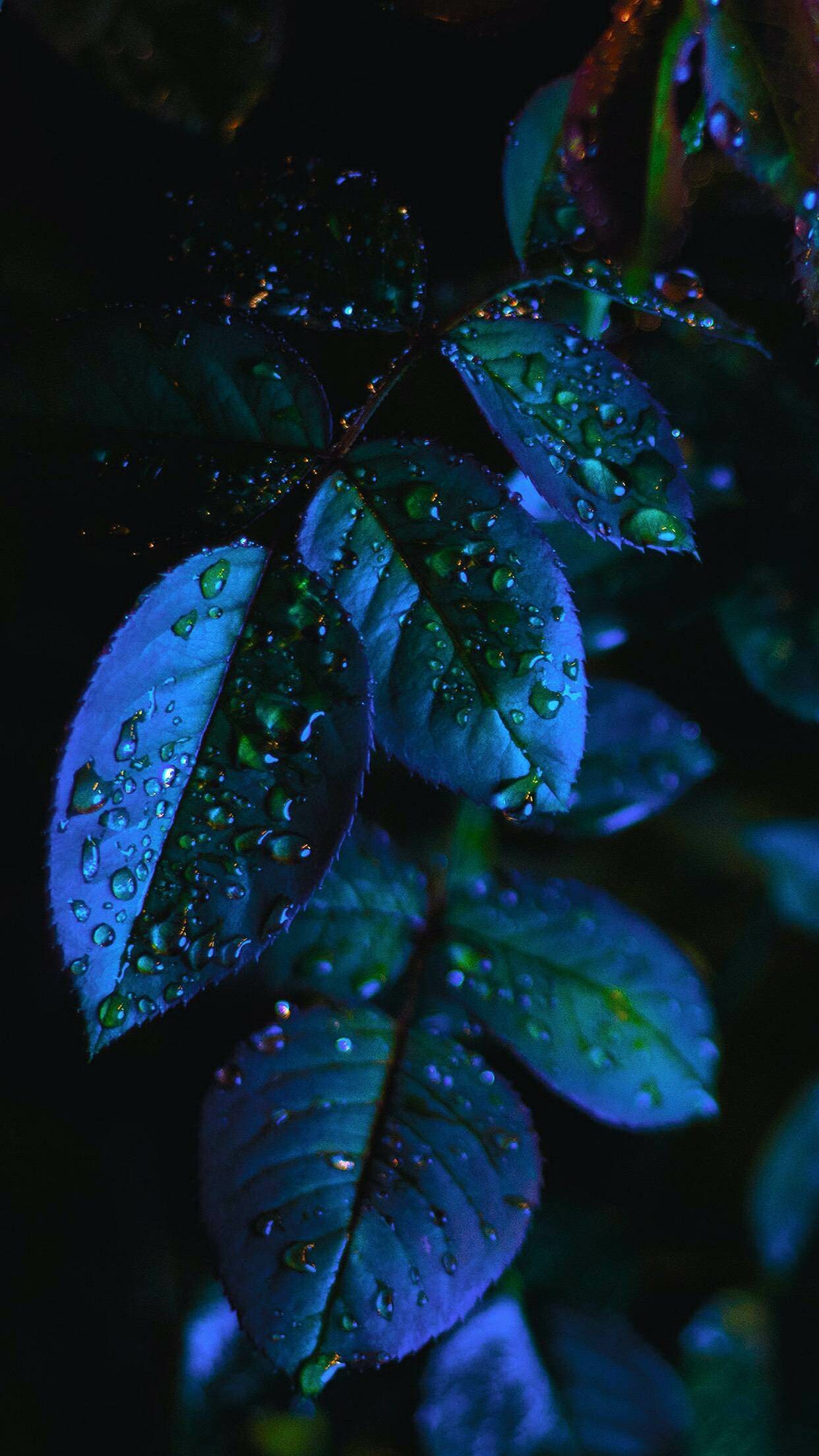 Rose, Leaves Wallpaper, 1250x2210 HD Phone