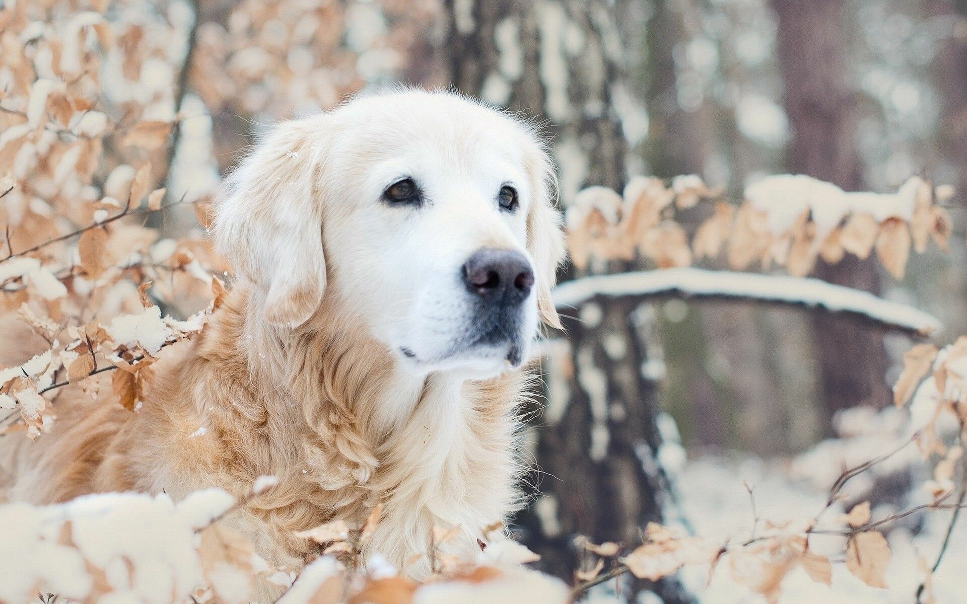 White golden retriever, 4K HD, Beautiful background, Graceful appearance, 1920x1200 HD Desktop
