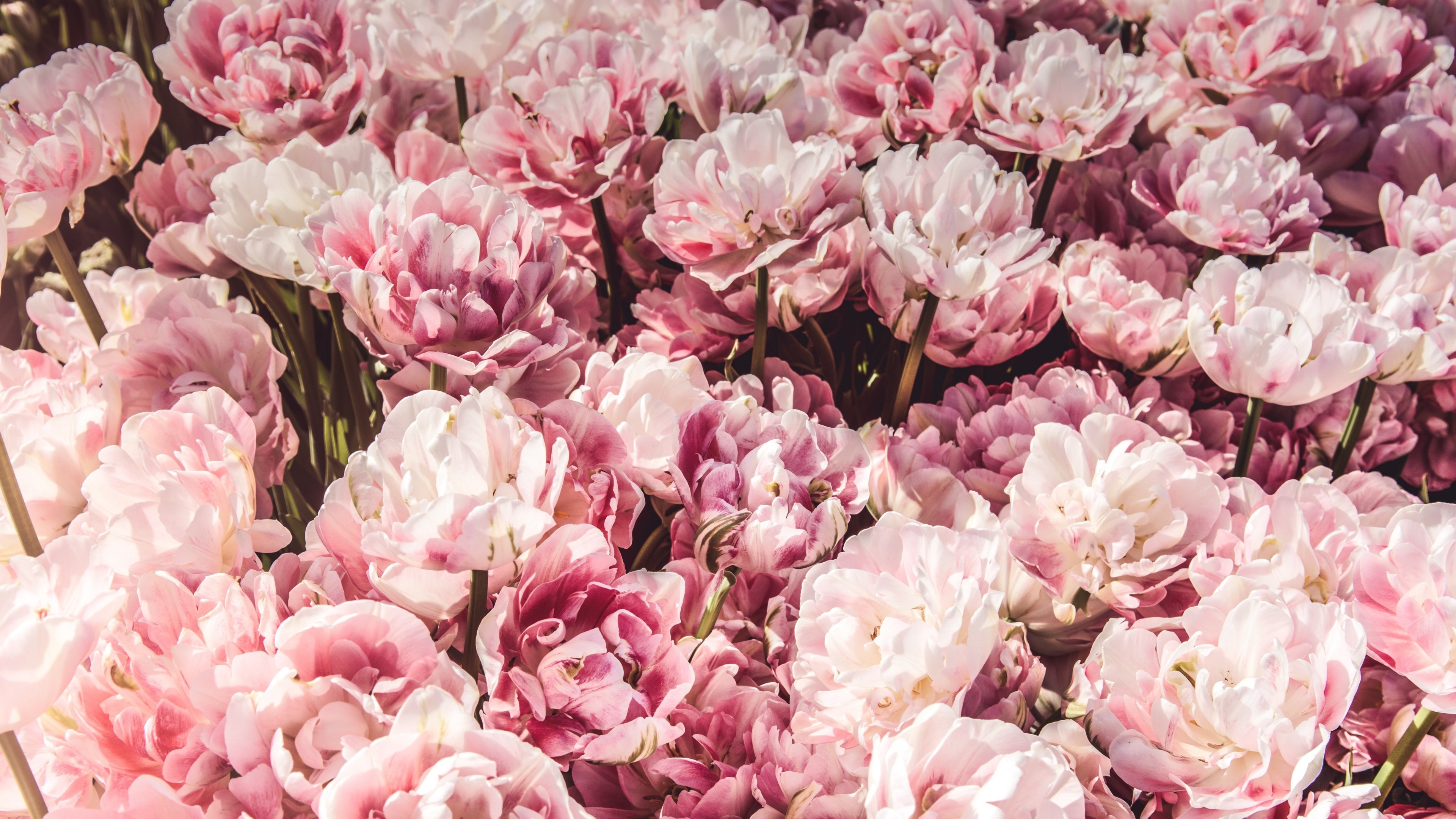Double peony-flowering tulips, Blush and white petals, Sunlit flower field, 4K Desktop wallpaper