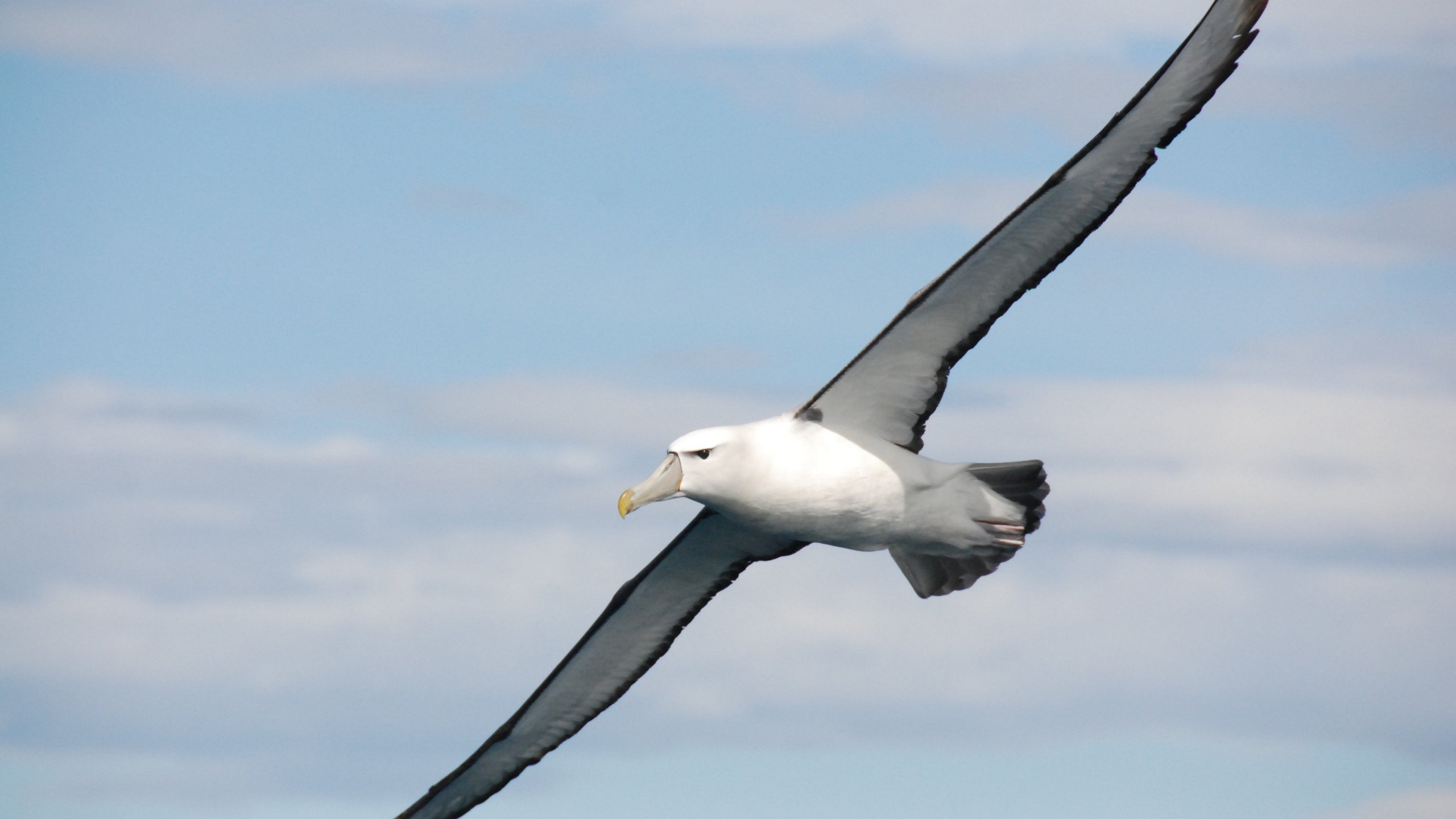 HD albatross wallpaper, Pristine bird imagery, Nature's desktop beauty, Remarkable avian grace, 2560x1440 HD Desktop