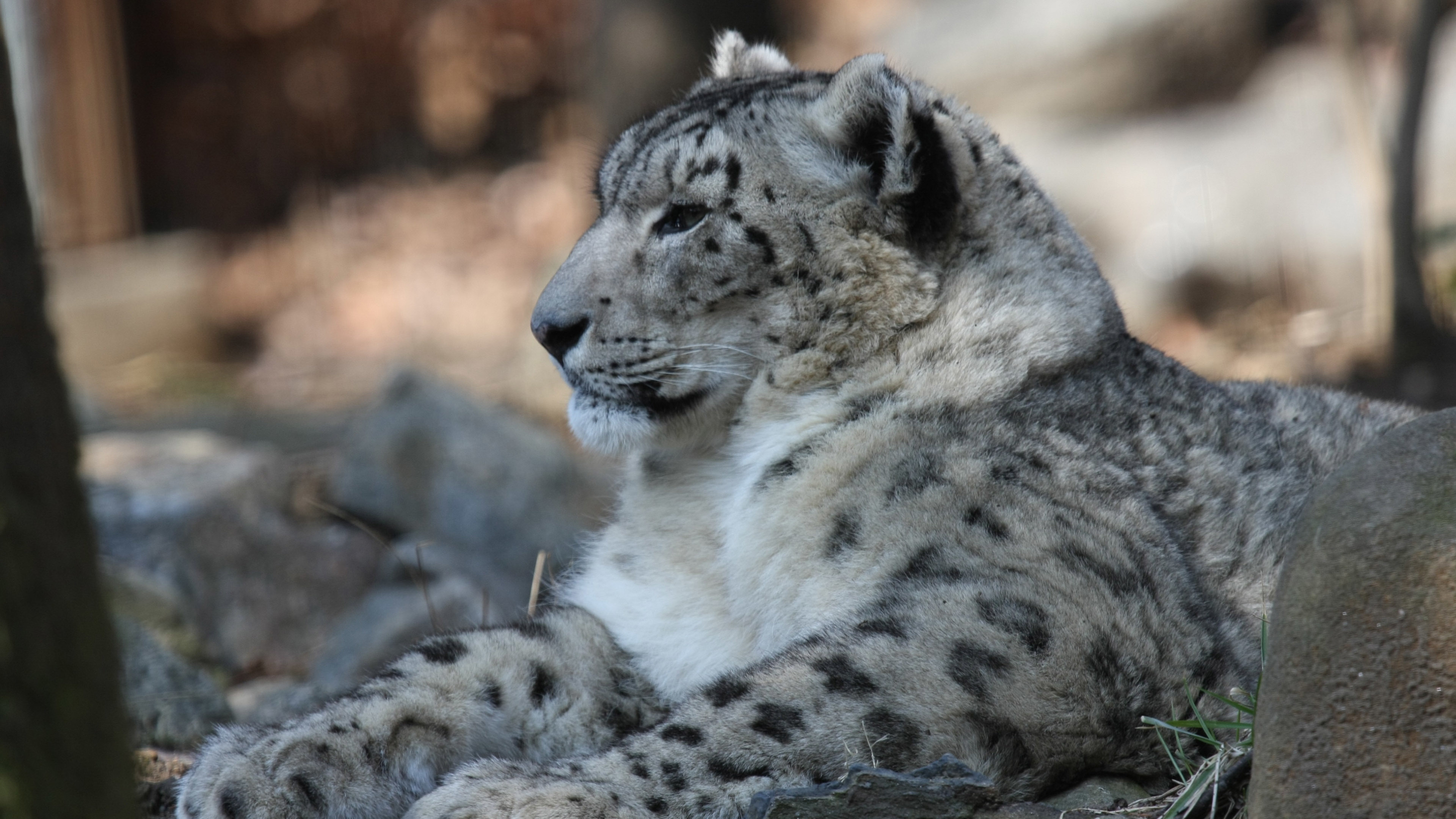 Snow Leopard, 1080p, 3840x2160 4K Desktop