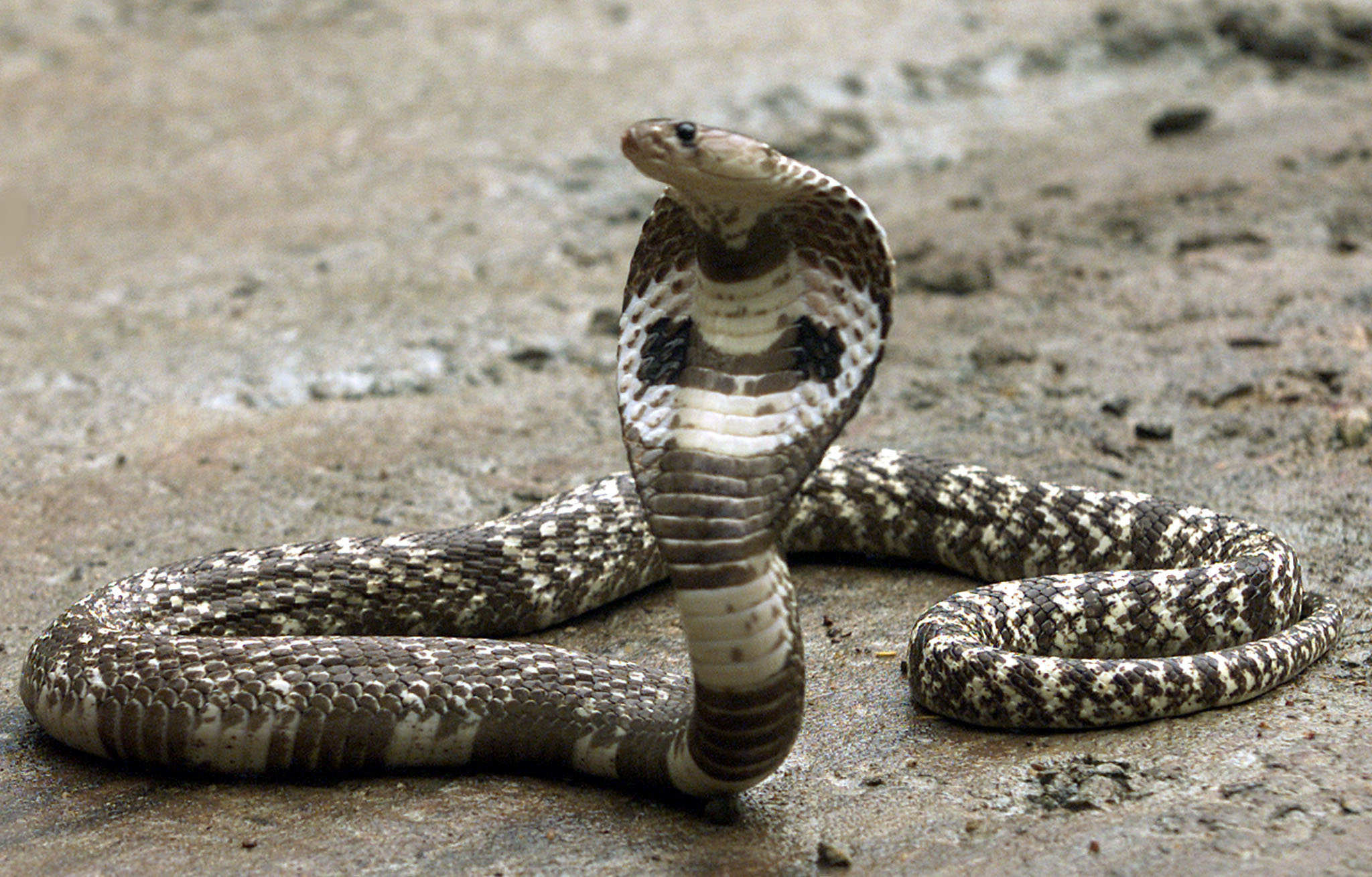 King Cobra elegance, Reptilian wonder captured, 4K wallpapers, Animal kingdom magnificence, 2050x1310 HD Desktop