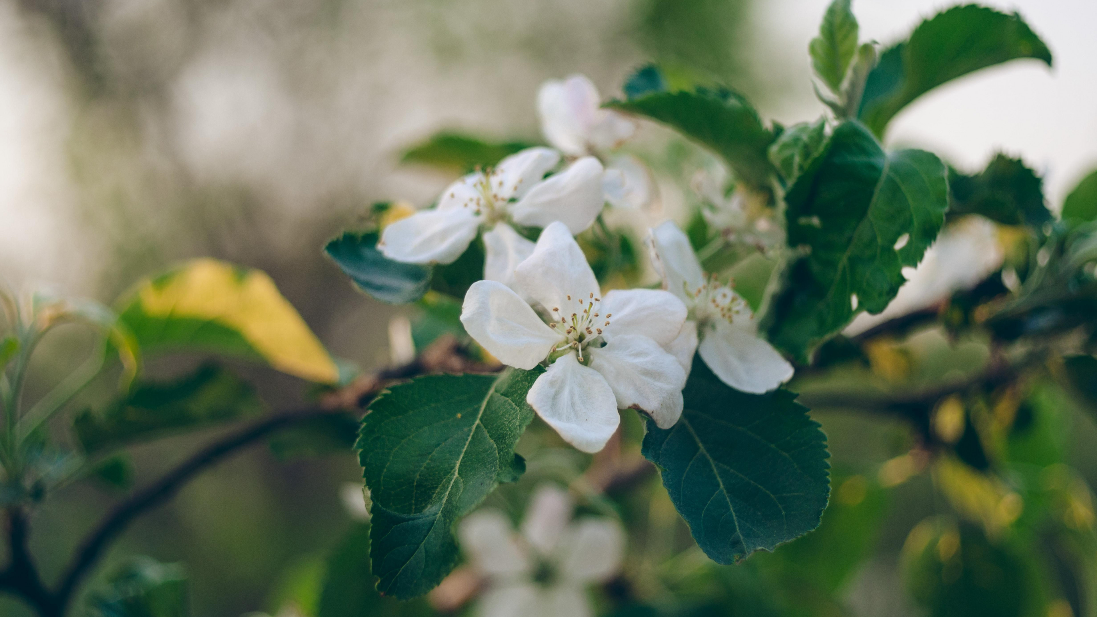 Apple Tree, Petals branch leaves, High definition fullscreen, Nature, 3840x2160 4K Desktop