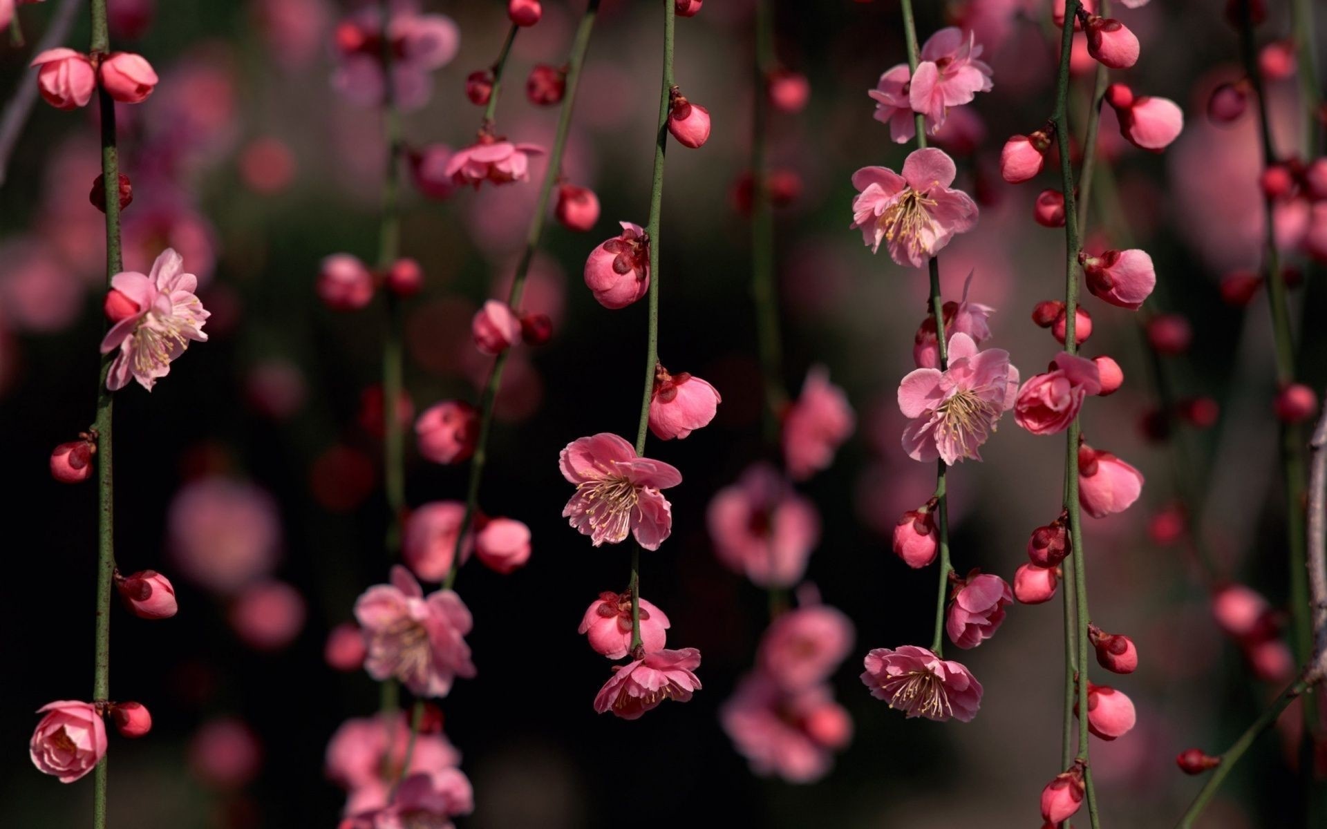 pink weeping plum blossoms, drooping green branches, unopened floral buds, HD Desktop wallpaper
