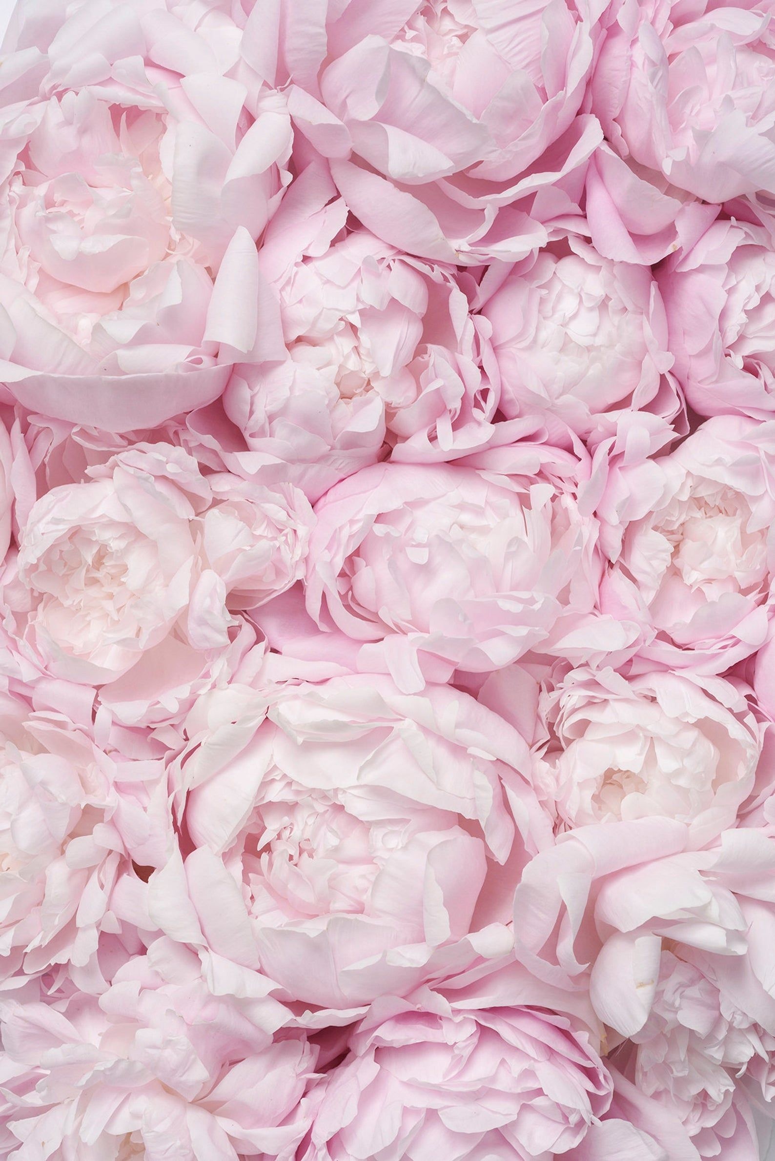 Pale pink peony heads, Packed bloom carpet, Soft blush petal layers, HD Phone wallpaper