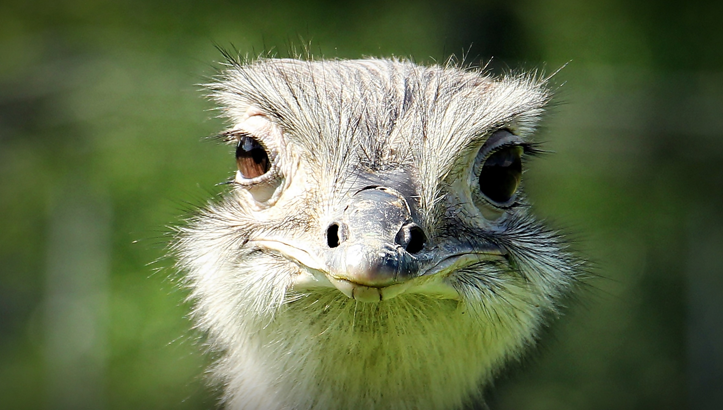 Stunning photography, Ostrich gallery, Mesmerizing visuals, Captivating shots, 2370x1350 HD Desktop