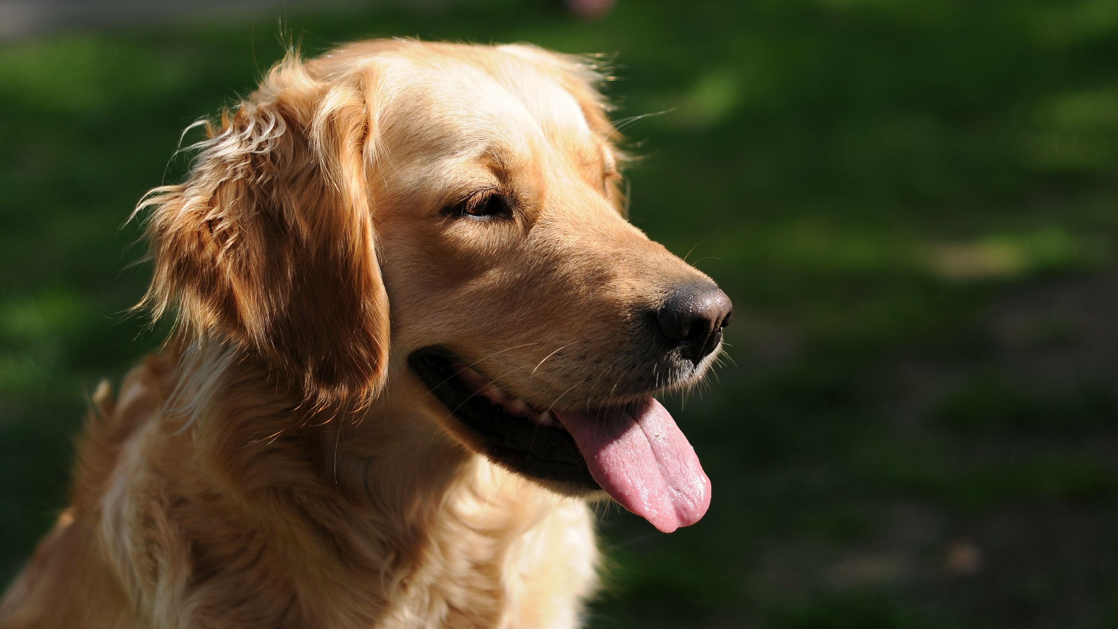 Golden Retriever wallpapers, Ultra HD 4K backgrounds, Radiant beauty, Perfect screen adornment, 3840x2160 4K Desktop