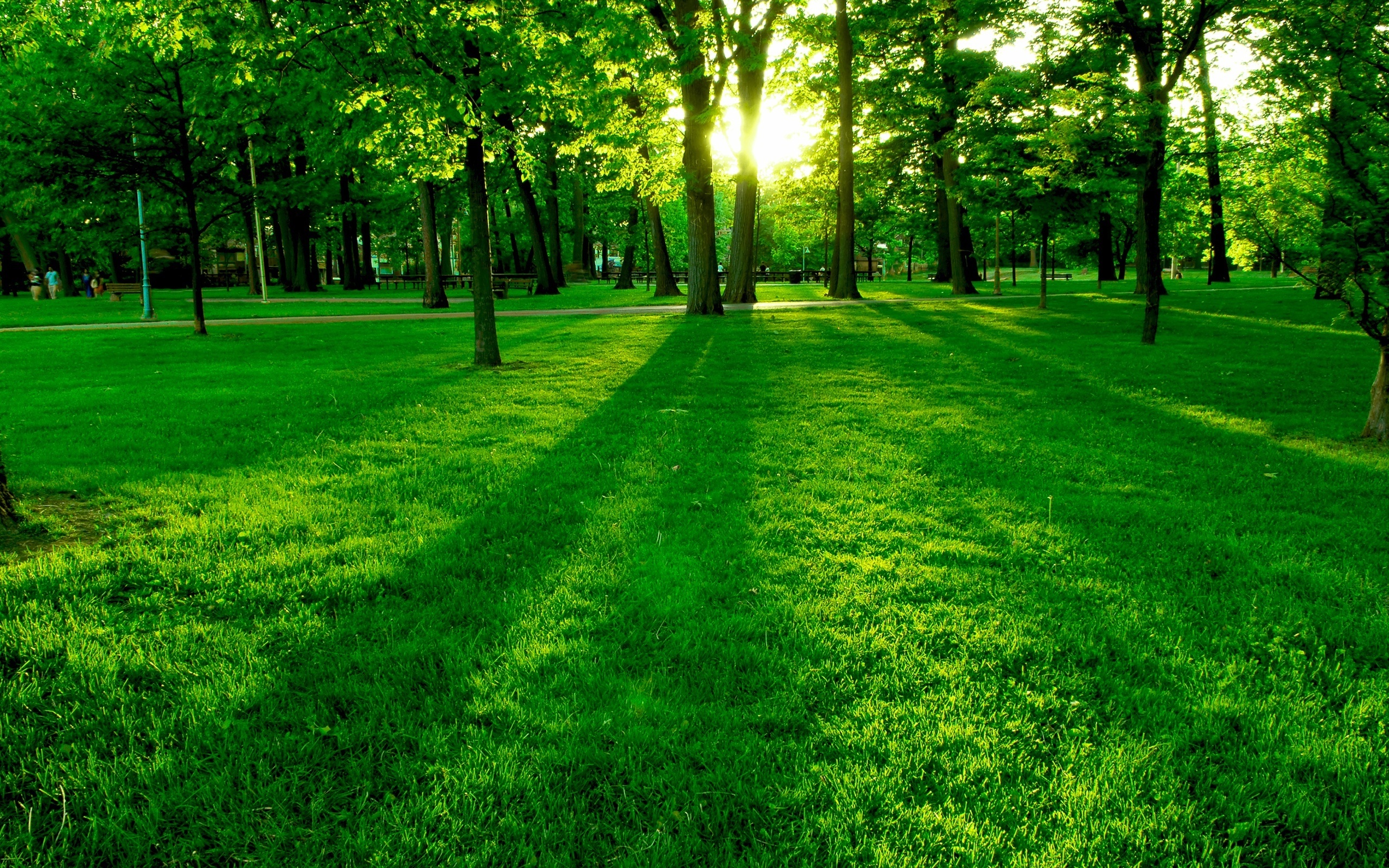 Lush greenery, Nature's beauty, Enchanting forest, Serene atmosphere, 2560x1600 HD Desktop