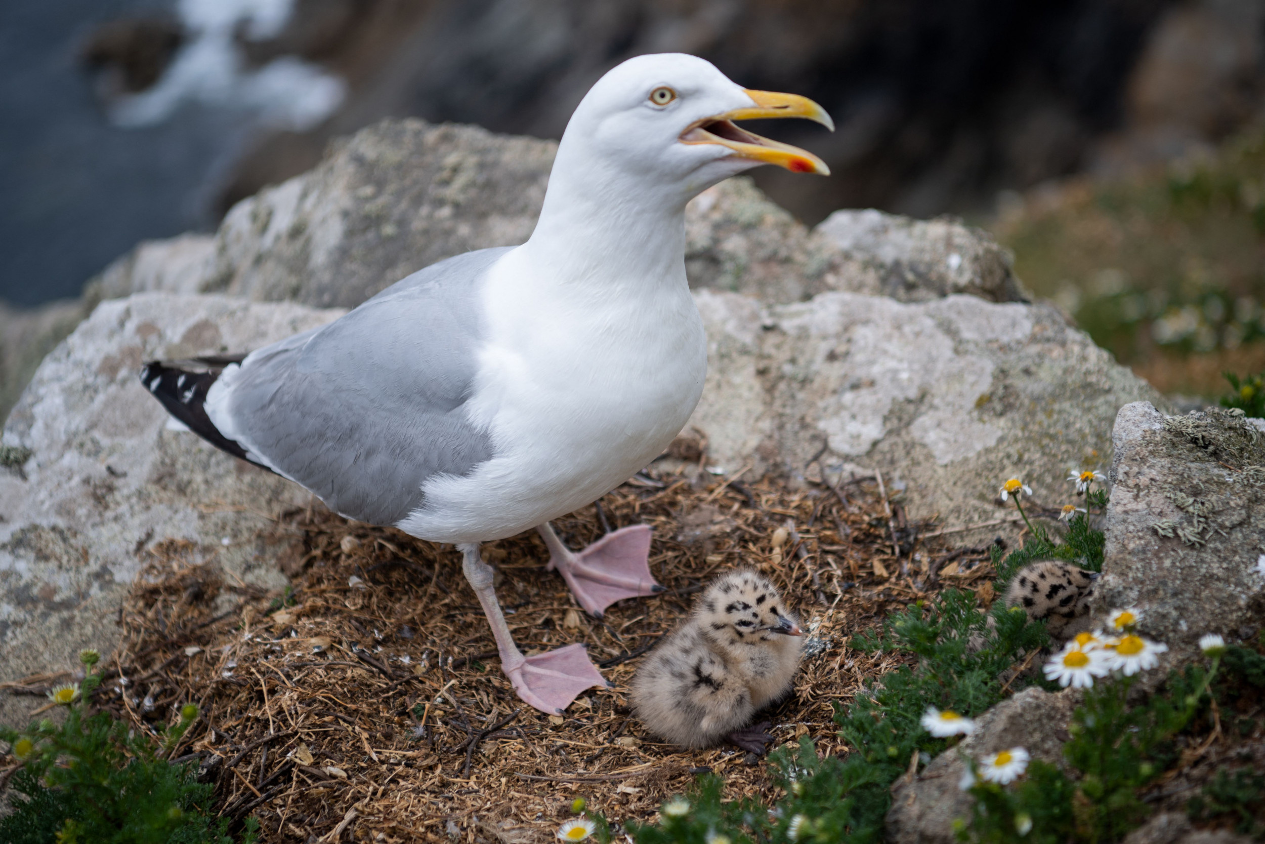 Viral video sensation, Seagull comedy, Unexpected theft, Funny moment, 2500x1670 HD Desktop