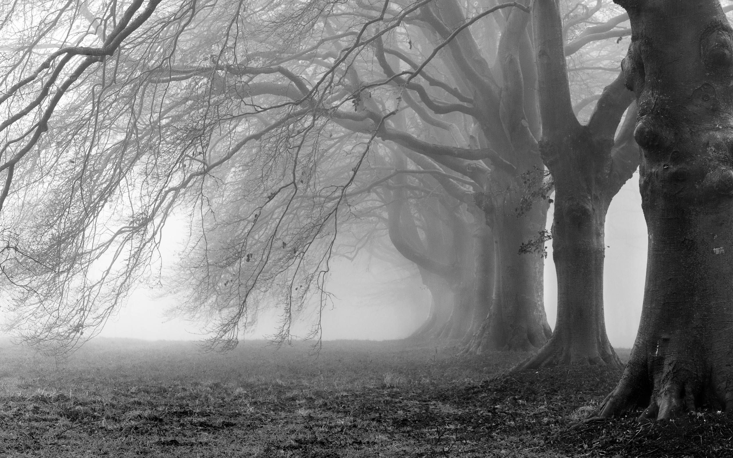 gnarled beech trees, dense foggy field, black and white woodland, HD Desktop wallpaper