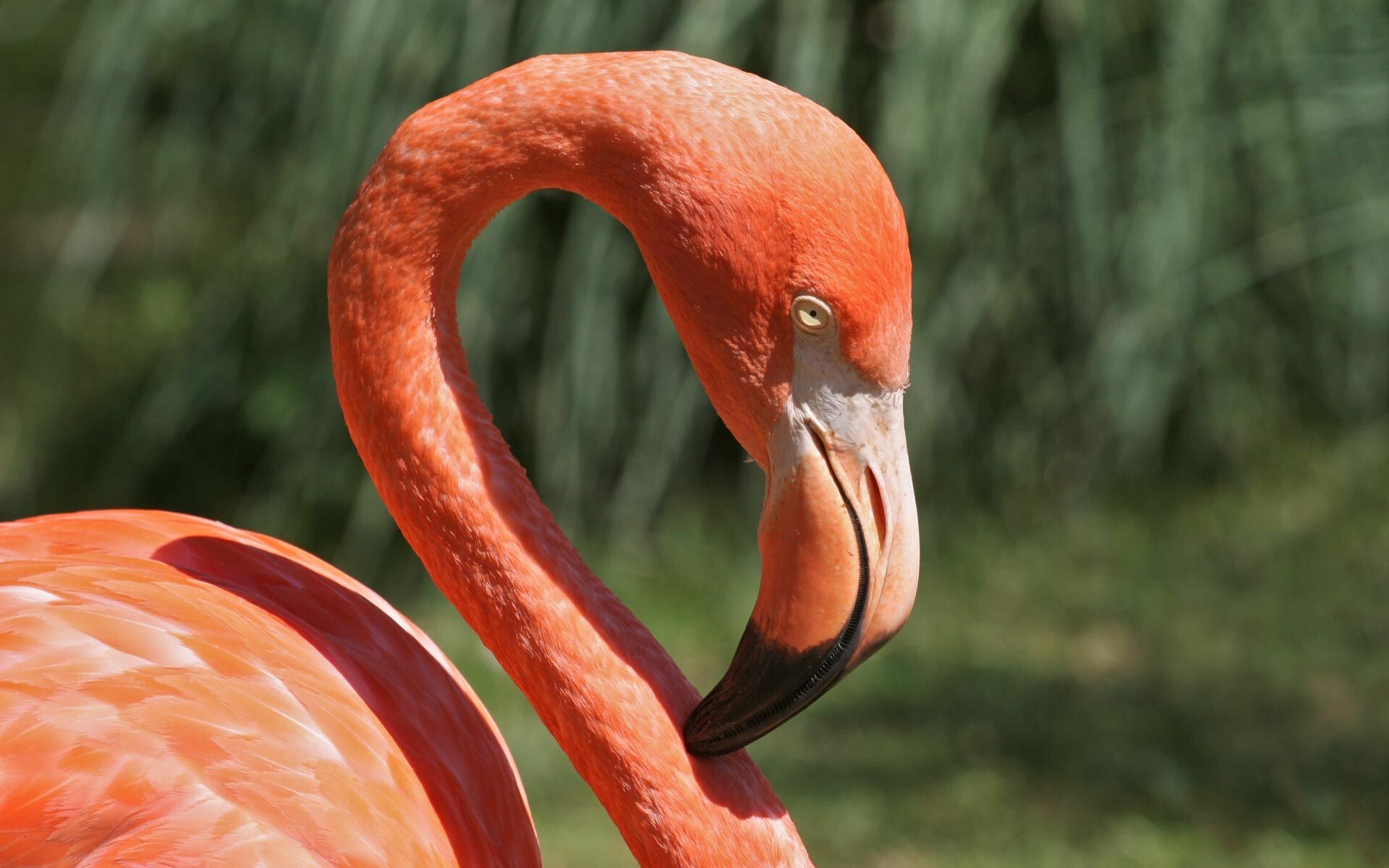 Animal wallpaper, Flamingos in focus, Nature's beauty, Flamingo fascination, 1920x1200 HD Desktop