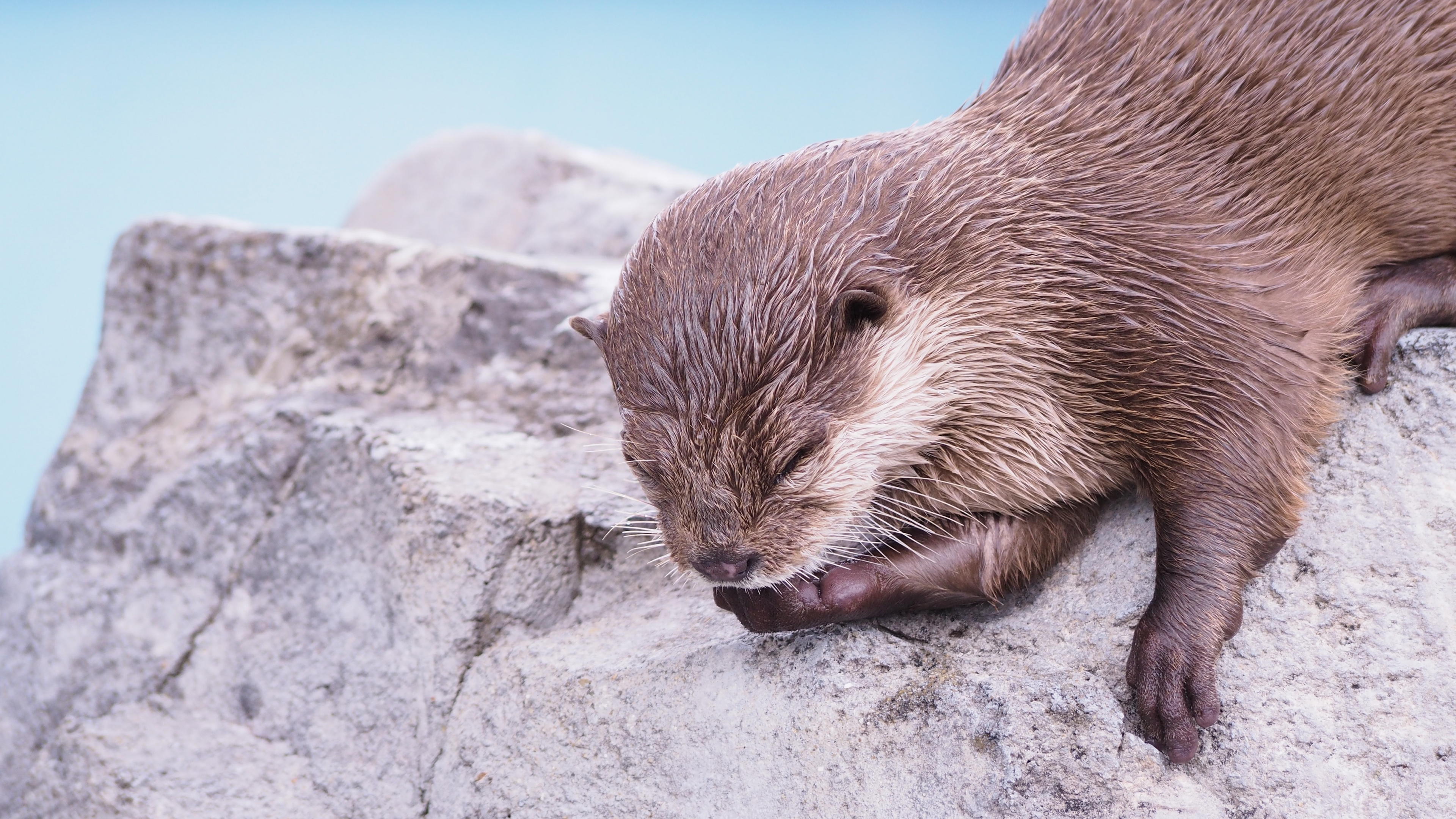 Adorable otter, Cute wallpaper, Samantha Tremblay, Whiskers, 3840x2160 4K Desktop