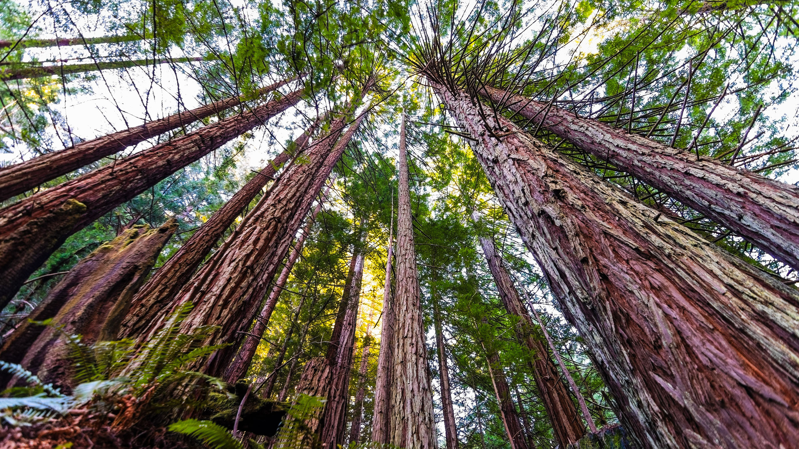 Redwood National Park, Redwood tree Wallpaper, 2800x1580 HD Desktop