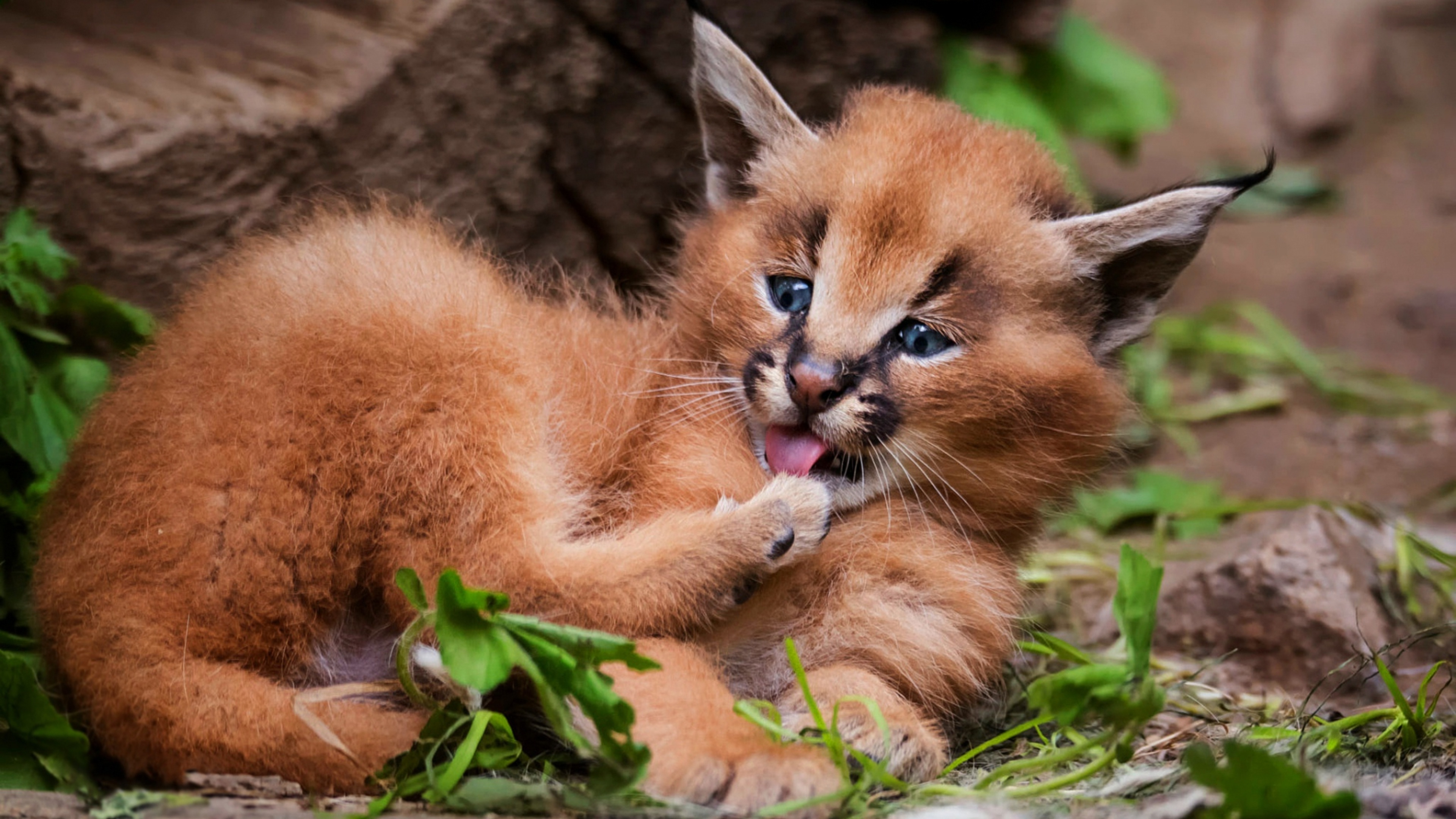 Baby, Caracal Wallpaper, 3840x2160 4K Desktop