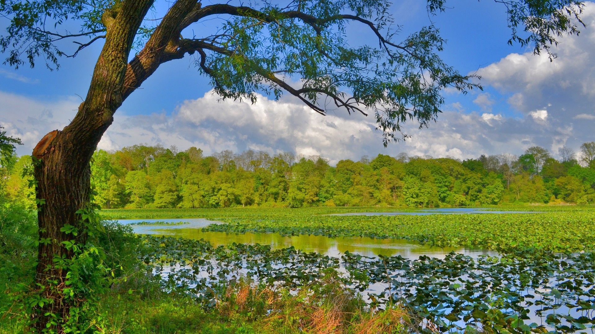 Mackenzie River, Download stunning wallpapers, 1920x1080 Full HD Desktop