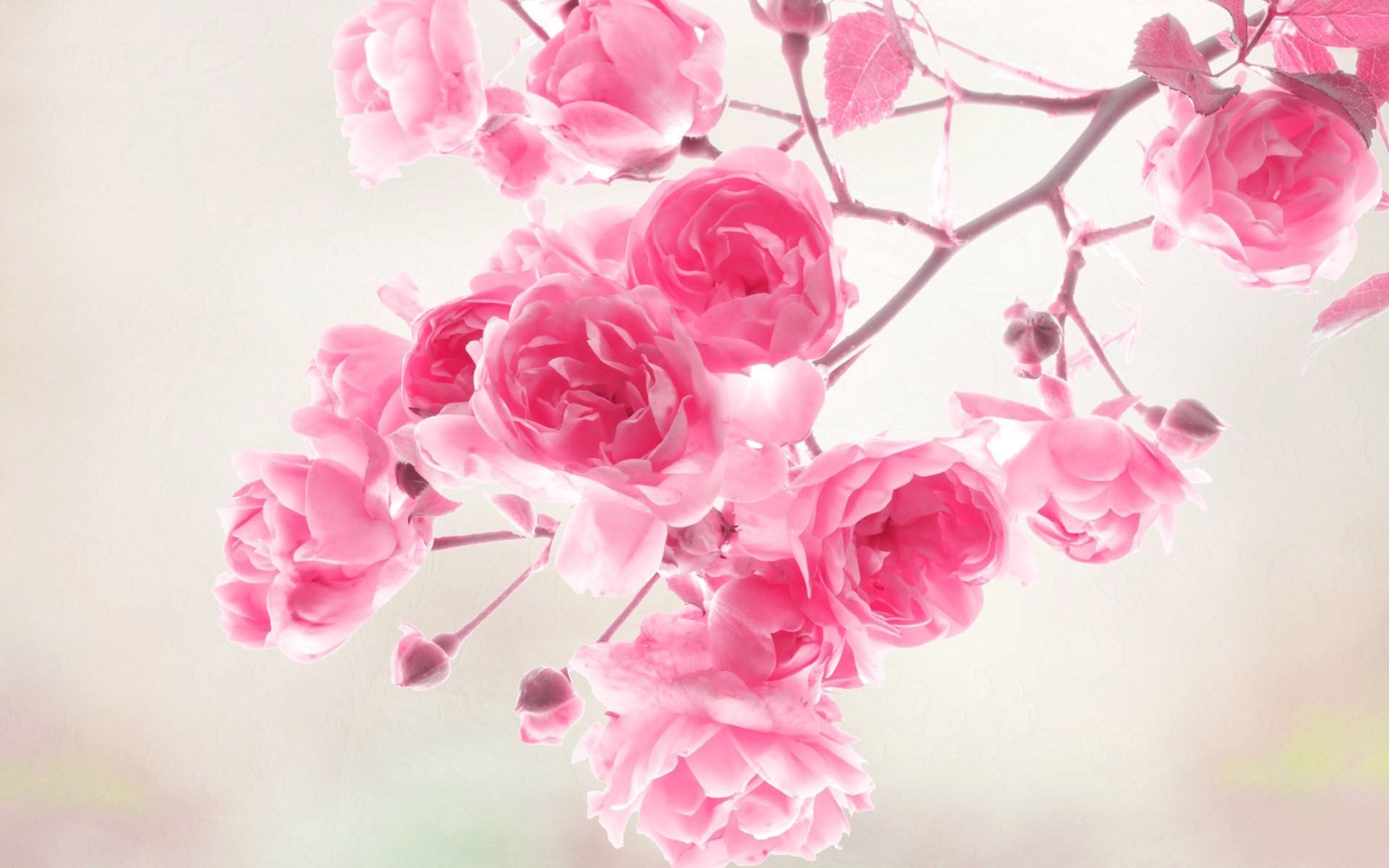 Blooming pink roses, Rosebuds on slender stems, Soft glowing floral backdrop, HD Desktop wallpaper