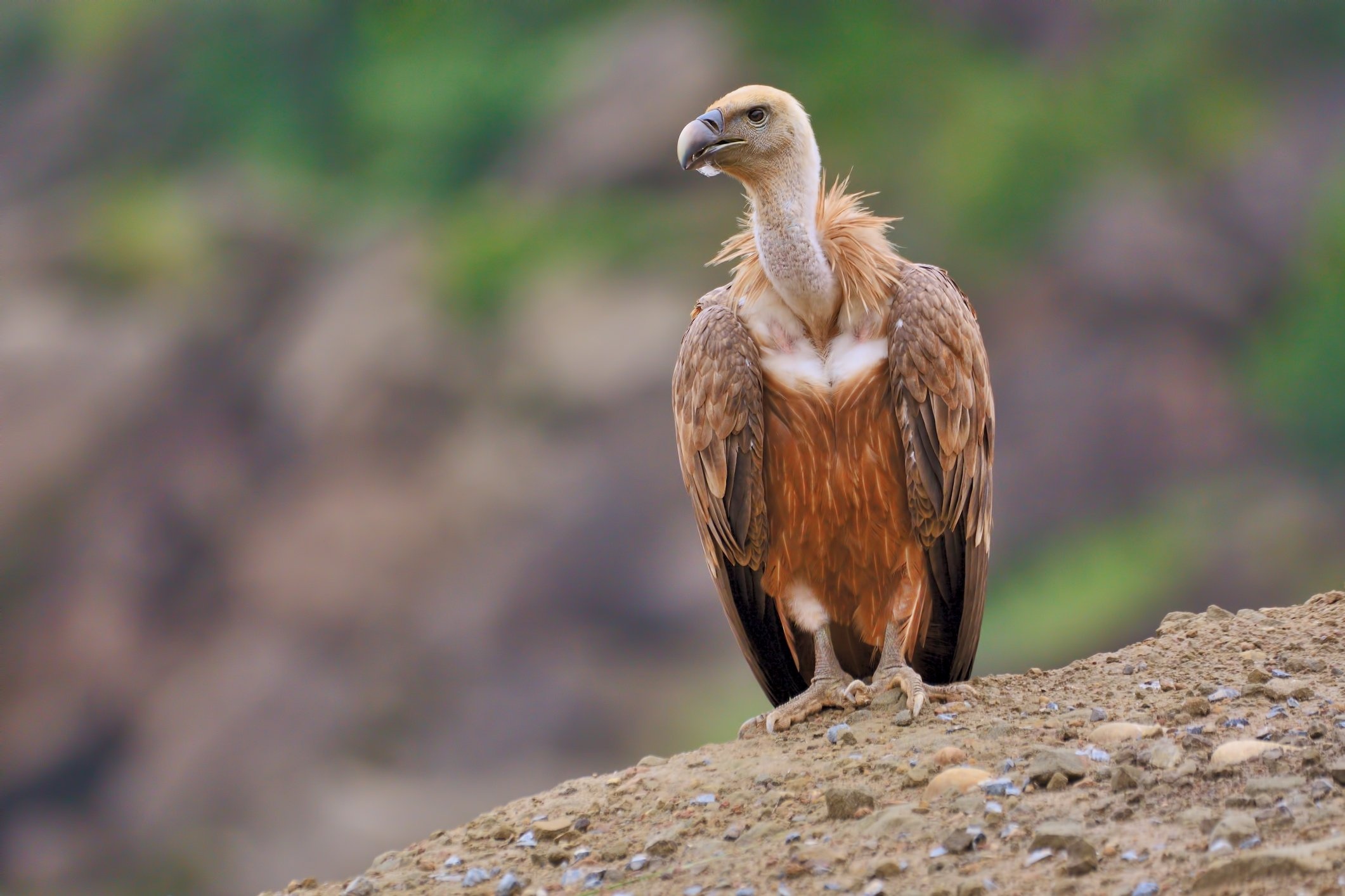 Growing vulture population, Southeastern Turkey, Griffon vulture breeding, Conservation news, 2130x1420 HD Desktop