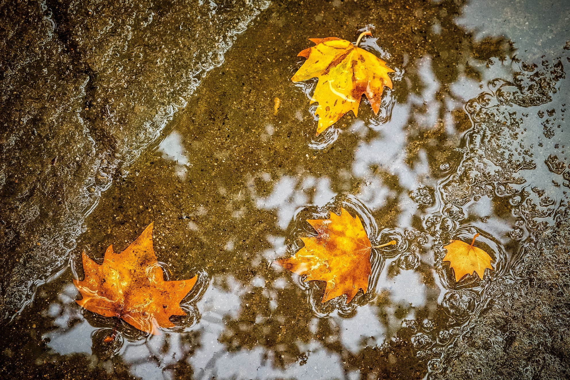 Maple leaf, Shades of fall, Delicate details, Leafy texture, 1990x1330 HD Desktop